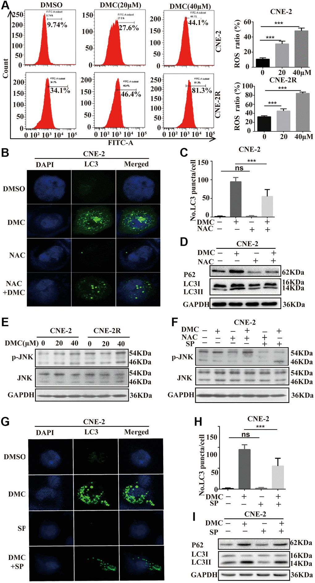 DMC-induced autophagy is mediated through activating ROS/JNK axis in NPC cells. (A) CNE-2 and CNE-2R cells were treated with 20, 40 μM DMC or 0.1% DMSO for 24 h, and then the ROS level was measured and analyzed by flow cytometry. Statistical analysis histogram of the ROS positive percentage. (B, C) Representative images of LC3-labelled green fluorescence puncta in CNE-2 cells after NAC (5 mM) pretreatment for 4 h. Scale bar: 10 μm. Nuclei were stained with DAPI. Histogram of LC3-labelled green fluorescence puncta per cell and over 30 cells were counted in each group. (D) Western blotting analysis of LC3-I, LC3-II and P62 levels in CNE-2 cells as Figure 4B, GAPDH was used as a loading control. (E) Western blotting analysis of of p-JNK and JNK protein expressions in CNE-2 and CNE-2R cells treated with 20, 40 μM DMC or 0.1% DMSO for 24 h. (F) Western blotting analysis of of p-JNK and JNK protein expressions in CNE-2 cells treated with 0.1% DMSO or 20 μM DMC for 24 h in the absence or presence of NAC (5 mM) pretreatment for 4 h and SP600125 (30 μM) pretreatment for 1 h. (G, H) Representative images of LC3-labelled green fluorescence puncta in CNE-2 cells after SP600125 (30 μM) pretreatment for 1 h. Scale bar: 10 μm. Nuclei were stained with DAPI. Histogram of LC3-labelled green fluorescence puncta per cell and over 30 cells were counted in each group. (I) Western blotting analysis of LC3-I, LC3-II and P62 protein expressions in CNE-2 cells as Figure 4G. **P ***P 