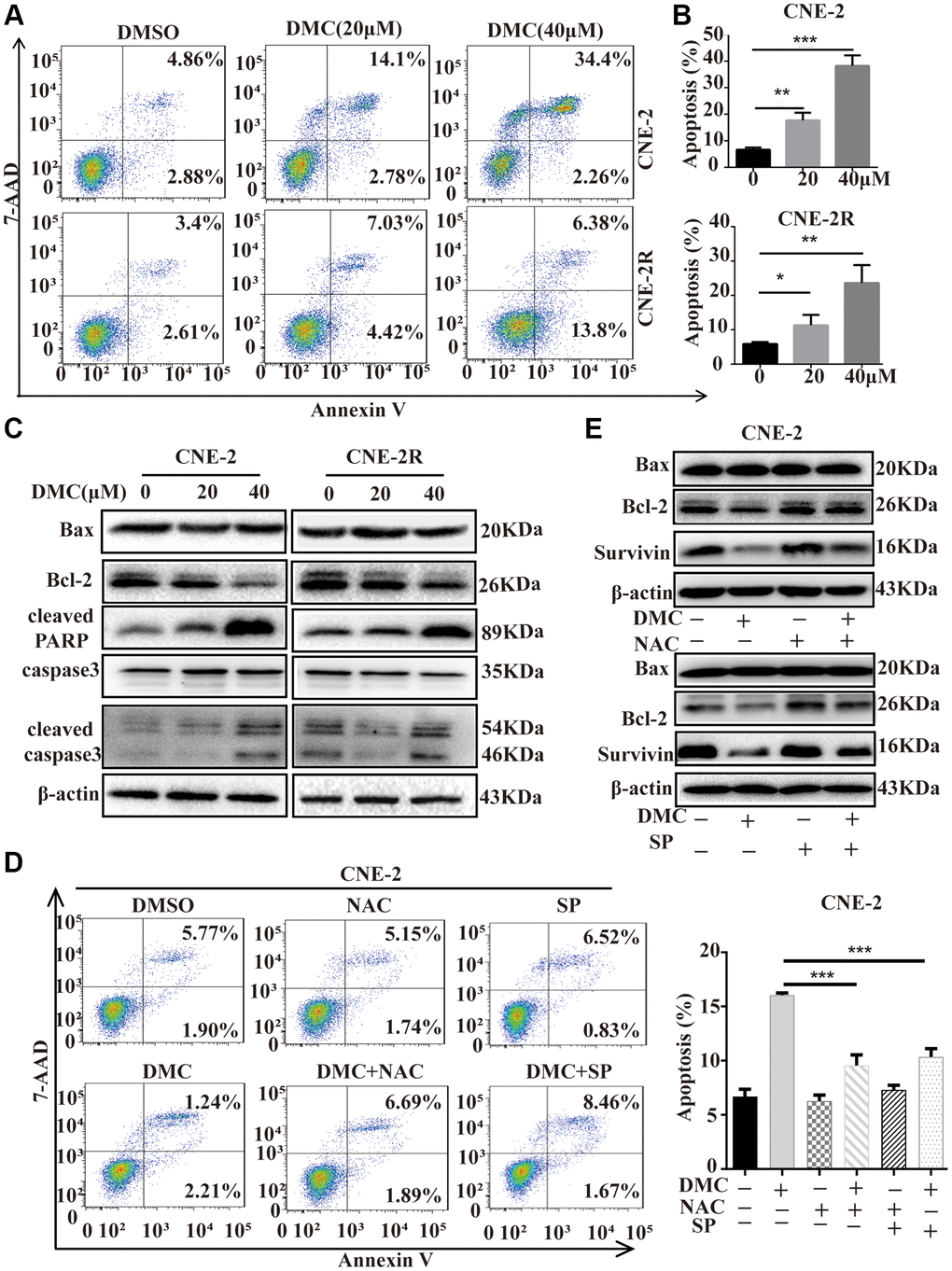 DMC induced apoptosis and autophagic death in NPC cells. (A) CNE-2 and CNE-2R cells were treated with 0.1% DMSO or DMC (20 and 40 μM) for 48 h, and then apoptotic cells were detected with the annexin V-PE/7-AAD kit and analysed by flow cytometry. (B) Statistical analysis histogram of apoptotic cells ratio. (C) Cells were treated with DMC 0.1% DMSO or DMC (20 and 40 μM) for 48 h, and the expression levels of apoptosis-related proteins (cleaved-PARP, cleaved-caspase-3, caspase-3, Bax, and Bcl-2) were tested in cells by Western blotting. β-actin was used as a normalization control. (D) CNE-2 cells were treated with 0.1% DMSO or 20 μM DMC for 24 h in the absence or presence of NAC (5 mM) pretreatment for 1h or SP600125 (30 μM) pretreatment for 1 h, and then apoptotic cells were detected by flow cytometry. Statistical analysis histogram of apoptotic cells ratio. (E) The expression levels of Bax, Bcl-2 and Survivin were tested in CNE-2 cells as Figure 5D by Western blotting. **P ***P 