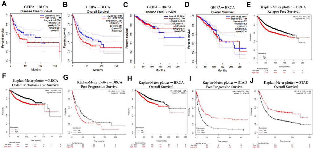 Kaplan–Meier survival curves comparing high and low HPSE expression in different cancer types in GEIPA (A–D) and Kaplan–Meier plotter (E–J). (A, B) Survival curves of DFS and OS in BLCA. (C, D) Survival curves of DFS and OS in BRCA. (E–H) Survival curves of RFS, DMFS, PPS and OS in BRCA. (I, J) Survival curves of PPS and OS in STAD. Bladder urothelial carcinoma (BLCA); breast invasive carcinoma (BRCA); disease-free survival (DFS); distant metastasis-free survival (DMFS); disease-specific survival (DSS); heparanase (HPSE); Gene Expression Profiling Interactive Analysis (GEPIA); overall survival (OS); post progression survival (PPS); relapse-free survival (RFS); stomach adenocarcinoma (STAD).