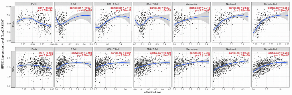 Correlation of HPSE expression with immune infiltration level in BLCA and BRCA. In BLCA, HPSE expression has no correlation with infiltrating levels of B cells, medium correlation with infiltrating levels of CD8+ T cells, weak correlation with infiltrating levels of CD4+ T cells and macrophages, and a strong correlation with infiltrating levels of neutrophils and dendritic cells. In BRCA, HPSE expression has medium correlation with infiltrating levels of B cells, CD8+ T cells, CD4+ T cells, and macrophages, and a strong correlation with infiltrating levels of neutrophils and dendritic cells.