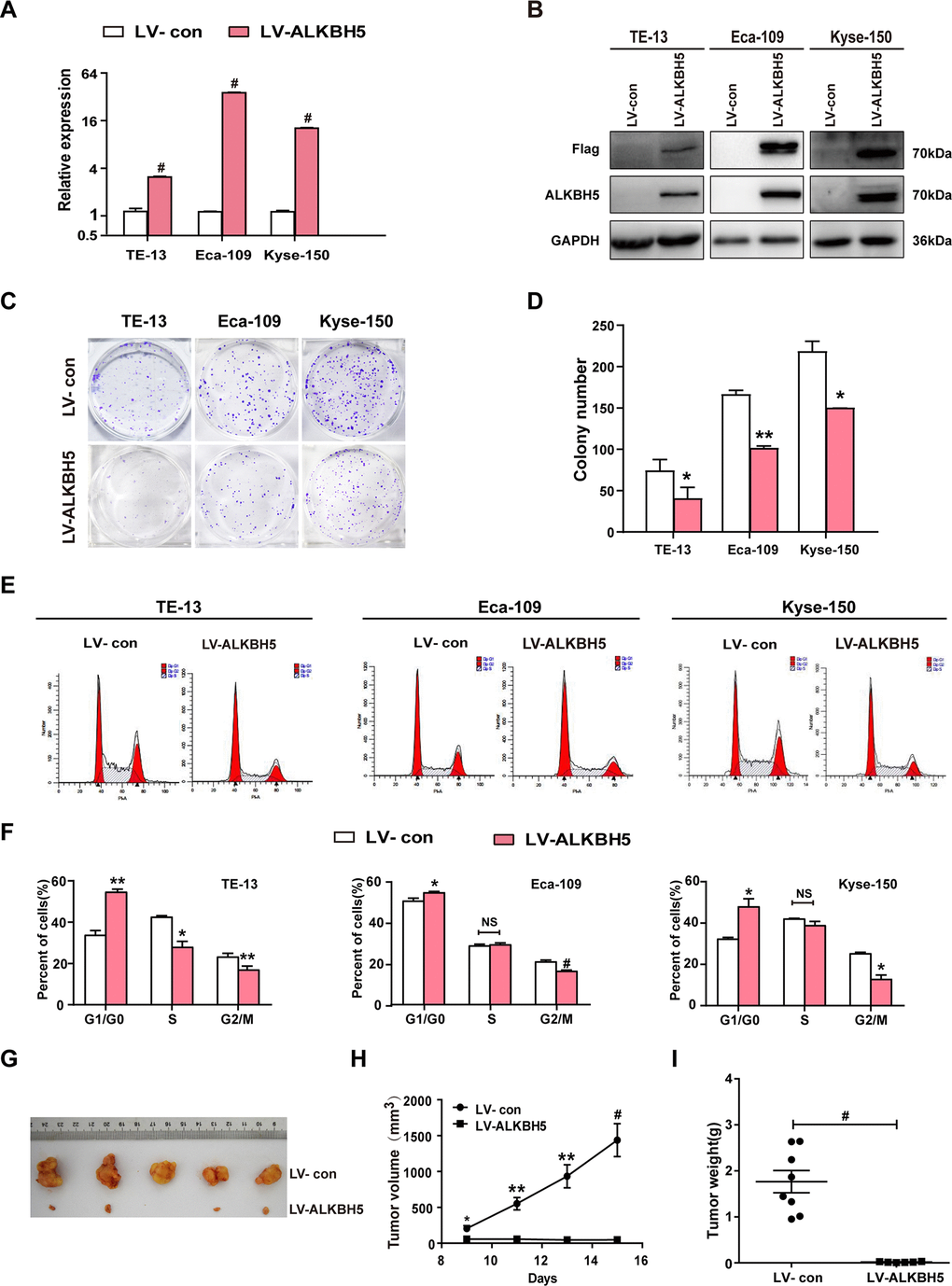 ALKBH5 overexpression suppressed in vitro proliferation and in vivo tumorigenesis of ESCC cells. (A, B) qRT-PCR (A) and western blot (B) analysis of ALKBH5 expression in vector-expressing (LV-con) and ALKBH5-expressing (LV-ALKBH5) ESCC cells (i.e., TE-13, Eca-109, and KYSE-150 cells). (C, D) A colony formation assay was performed to study the proliferation ability of vector- and ALKBH5-expressing ESCC cells. Left panels show representative images of colony formation assay (C) and right panels signify the total colony count (D). (E, F) Effects of ALKBH5 overexpression on cell cycle distribution in TE-13, Eca-109, and KYSE-150 cells. (G–I) ALKBH5 overexpression suppressed tumor growth of Eca-109 cells in nude mice. Vector- or ALKBH5-expressing Eca-109 cells were subcutaneously injected into the left and right dorsal thighs of mice, respectively. (G) Representative image of tumors formed. (H) Growth curve of tumor volumes. (I) Tumors were weighed.