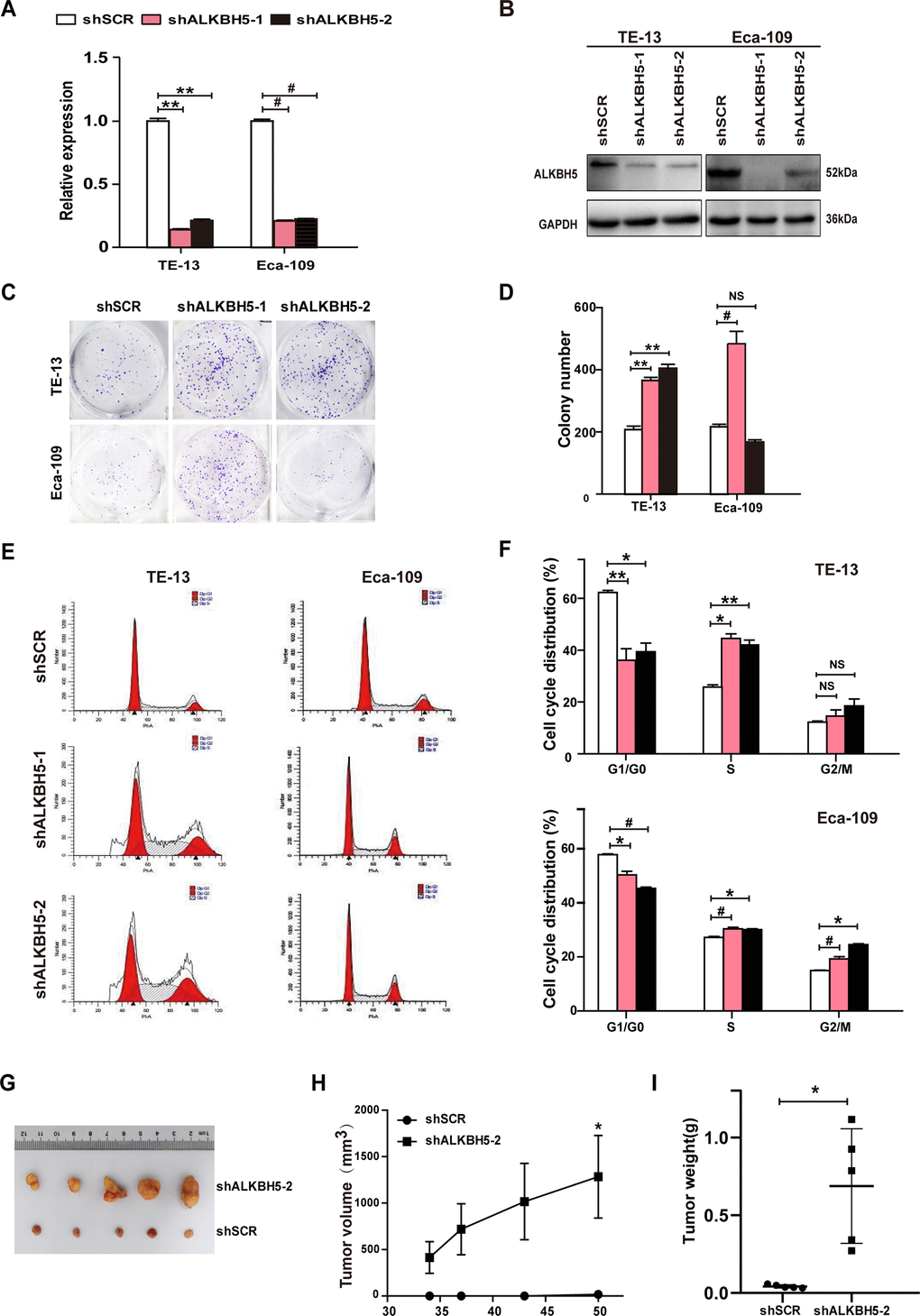 RNAi-induced silencing of endogenous ALKBH5 promoted in vitro proliferation and in vivo tumorigenesis of ESCC cells. (A, B) qRT-PCR (A) and western blot (B) analysis of ALKBH5 expression in shSCR-expressing (LV-shSCR) and shALKBH5-expressing (LV-shALKBH5-1 and LV-shALKBH5-2) ESCC cells (TE-13 and Eca-109 cells). (C, D) A colony formation assay was performed to study the proliferation ability of shSCR- and shALKBH5-expressing ESCC cells. Left panels show representative images of colony formation assay (C) and right panels signify the total colony count (D). (E, F) Effects of RNAi-induced ALKBH5 silencing on cell cycle distribution in TE-13 and Eca-109 cells. (G–I) ALKBH5 knockdown enhanced tumor growth of TE-13 cells in nude mice. shSCR- or shALKBH5-expressing TE-13 cells were subcutaneously injected into the left and right dorsal thighs of mice, respectively. (G) Representative image of tumors formed. (H) Growth curve of tumor volumes. (I) Tumors were weighed.