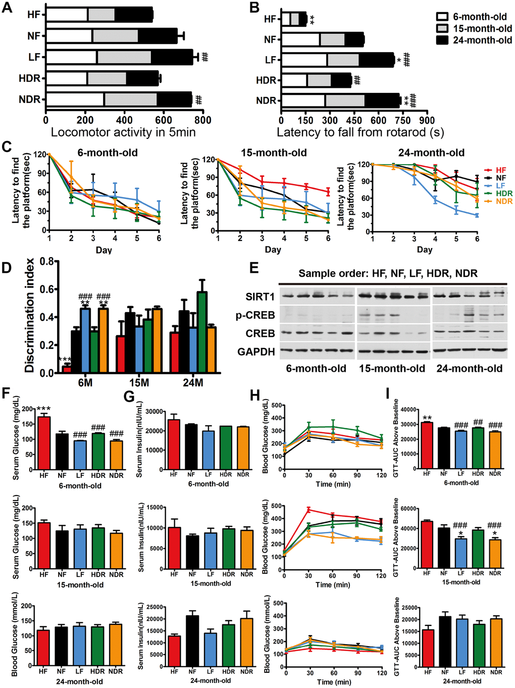 Aging-sensitive markers, physical activity, and glucose tolerance of mice. (A) Locomotor activity of mice at 6, 15, and 24 months of age (n=10 per group). (B) Latency to fall from a rotarod indicated the motor coordination of mice. (C) The results of the Morris water maze test for the mice under different dietary regimens. (D) The recognition index in the novel-object recognition test. (E) Representative immunoblots and densitometric quantification of the immunoblots for phosphor-Ser133-CREB (pCREB) in the mouse liver. (F) Serum glucose concentration in the different experimental groups and the corresponding (G) serum insulin concentrations (n=5 per group). (H) GTTs in the different experimental groups and the corresponding (I) areas under the curve (AUC). Five mice per group were analyzed. Data are presented as mean±SEM, #P##P###P*P**P***P