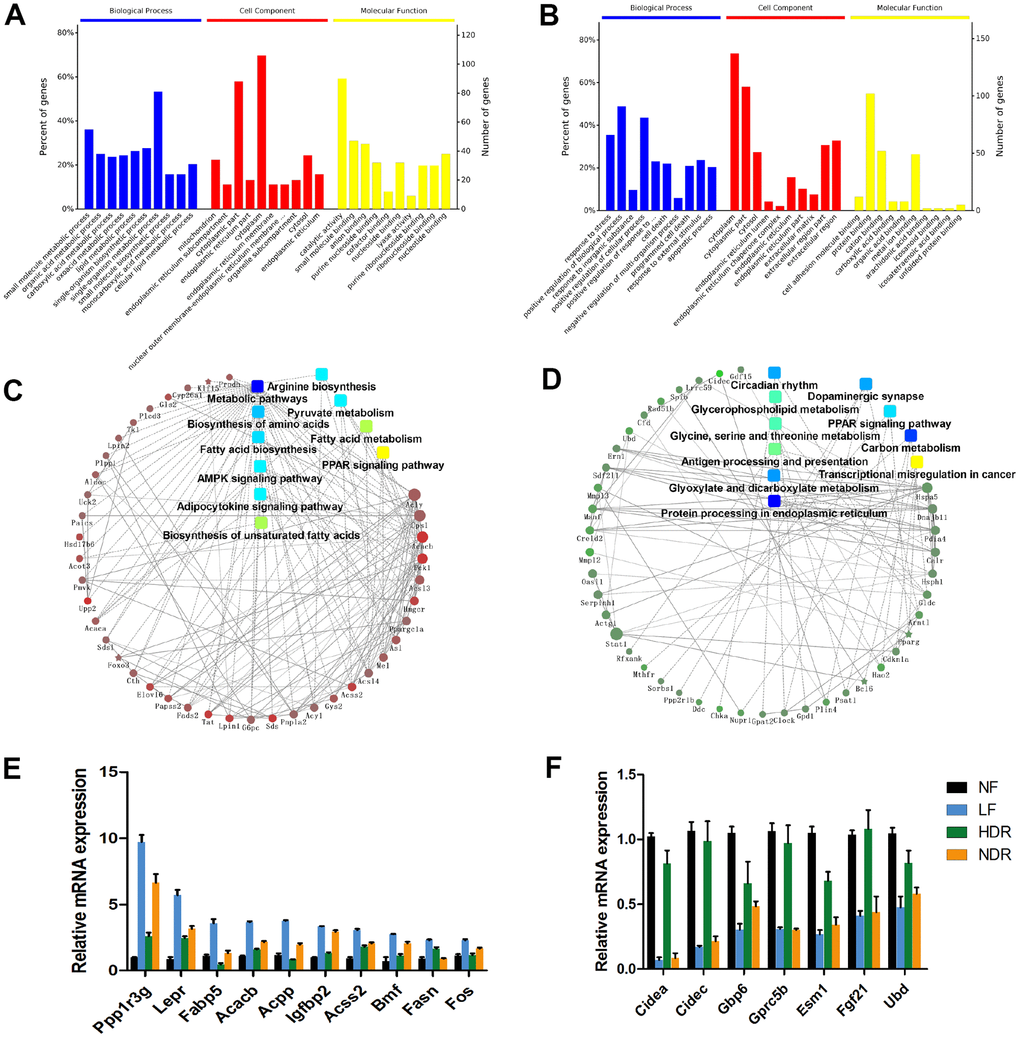 Midlife liver gene expression correlations with lifespan are predictive of aging regulators. (A) GO analysis of target genes with expression levels that are most positively correlated with the lifespan. (B) GO analysis of target genes with expression levels that are most negatively correlated with the lifespan. (C) Gene network modules depicting the pathways and genes that are most positively correlated with the lifespan. (D) Gene network modules showing the pathways and genes that are most negatively correlated with the lifespan. (E) mRNA expression of genes that are significantly positively correlated with the lifespan. (F) mRNA expression of genes that are significantly negatively correlated with the lifespan.