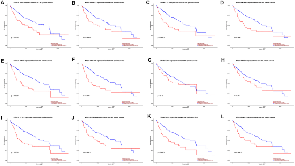 The correlation between the expression of 12 hub genes AURKA (A), CCNA2 (B), CDC20 (C), FOXM1 (D), HMMR (E), KIF20A (F), OIP5 (G), PRC1 (H), PTTG1 (I), TOP2A (J), TPX2 (K) and TRIP13 (L) and the disease-free survival of patients with HCC was analyzed by UALCAN database. A total of 365 patients with HCC (low/medium expression = 274 and high expression = 91) were included in the analysis.