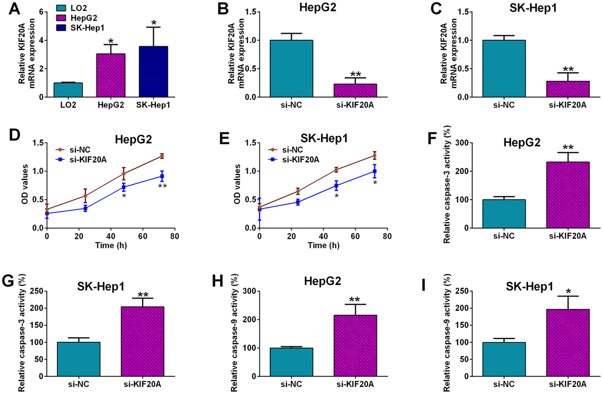 Effects of KIF20A knockdown on the HCC cell proliferation and capsase-3 and -9 activities. (A) qRT-PCR analysis of KIF20A mRNA expression in LO2, HepG2 and SK-Hep1 cells. (B, C) qRT-PCR analysis of KIF20A mRNA expression level in HepG2 (B) and SK-Hep1 cells (C) transfected with si-NC or si-KIF20A. (D, E) MTS assay analysis of cell proliferation of HepG2 (D) and SK-Hep1 cells (E) transfected with si-NC or si-KIF20A. (F, G) Capsase-3 activity analysis of caspase-3 activities of HepG2 (F) and SK-Hep1 cells (G) transfected with si-NC or si-KIF20A. (H, I) Capsase-9 activity analysis of caspase-9 activities of HepG2 (H) and SK-Hep1 cells (I) transfected with si-NC or si-KIF20A.