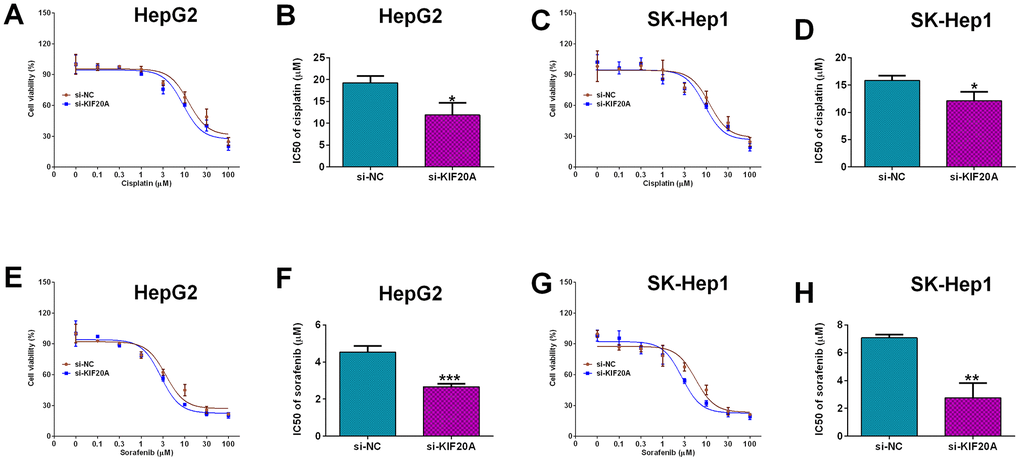 Effects of KIF20A knockdown on the chemo-sensitivity of HCC cells. (A) Cell viability of si-NC or si-KIF20A-transfected HepG2 cells after treatment with different concentrations of cisplatin. (B) IC50 values of cisplatin in HepG2 cells transfected with si-NC or si-KIF20A. (C) Cell viability of si-NC or si-KIF20A-transfected SK-Hep1 cells after treatment with different concentrations of cisplatin. (D) IC50 values of cisplatin in SK-Hep1 cells transfected with si-NC or si-KIF20A. (E) Cell viability of si-NC or si-KIF20A-transfected HepG2 cells after treatment with different concentrations of sorafenib. (F) IC50 values of sorafenib in HepG2 cells transfected with si-NC or si-KIF20A. (G) Cell viability of si-NC or si-KIF20A-transfected SK-Hep1 cells after treatment with different concentrations of sorafenib. (H) IC50 values of sorafenib in SK-Hep1 cells transfected with si-NC or si-KIF20A. N = 3; *P