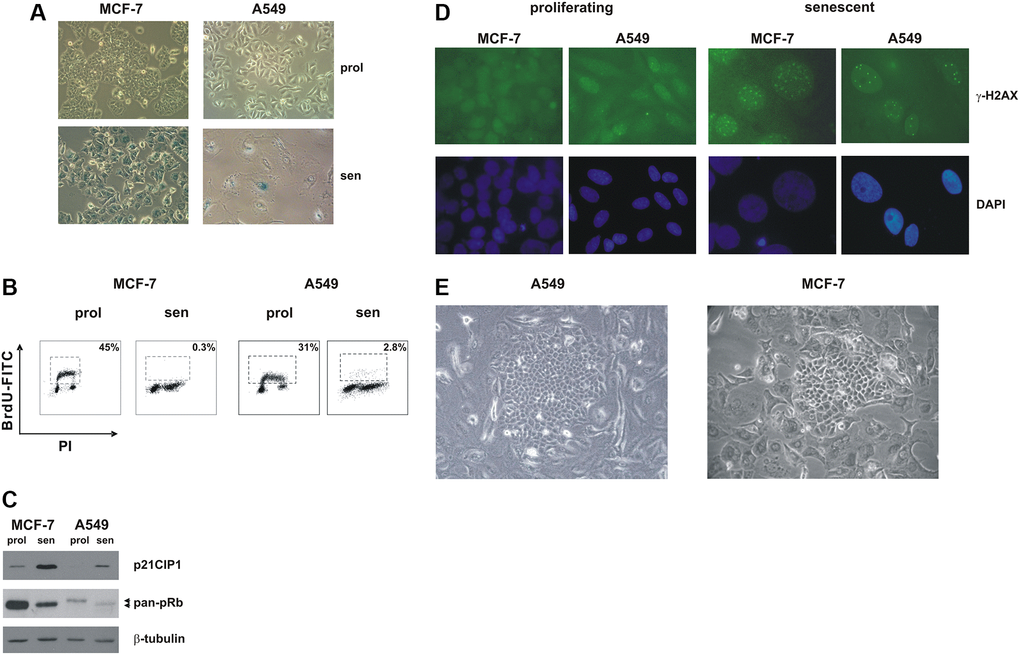Premature senescence in MCF-7 and A549 cells. MCF-7 and A549 cells were treated with doxorubicin for 72 h. Cells were extensively washed and analyzed 7 days after release from the drug. (A) Morphological alterations and SA-β-gal staining in drug-induced senescent cells. Proliferating cells and doxorubicin-induced senescent cells were stained to detect SA-β-gal activity. Phase contrast microscopy images were captured using Canon powershot G6 camera at 10x magnification, 6× digital zoom. (B) Representative flow cytometric data. Proliferating and senescent MCF-7 and A549 cells were incubated with 5-bromo-2-deoxyuridine (BrdU), for 30 min and 1 hour, respectively. The number of BrdU-labelled cells was determined and the percentage is shown in the chart. (C) Accumulation of p21CIP1 and hypophosphorylated pRb protein in drug-induced senescent cells. Filters were stripped and reprobed with β-tubulin antibodies as a loading control. (D) Proliferating and doxorubicin-induced senescent MCF-7 and A549 cells were immunostained with an anti-γ-H2AX monoclonal antibody followed by secondary fluorescein-conjugate antibodies. Nuclei were stained with DAPI. Samples were visualized on a Zeiss Axioplan fluorescent microscope at 63x magnification. (E) Representative phase contrast microscopy images of clones that evade senescence; note the flat and enlarged morphology of TIS cells surrounding the escaped clone. Phase contrast microscopy images were captured using Canon powershot G6 camera at 20× magnification, 6× digital zoom.