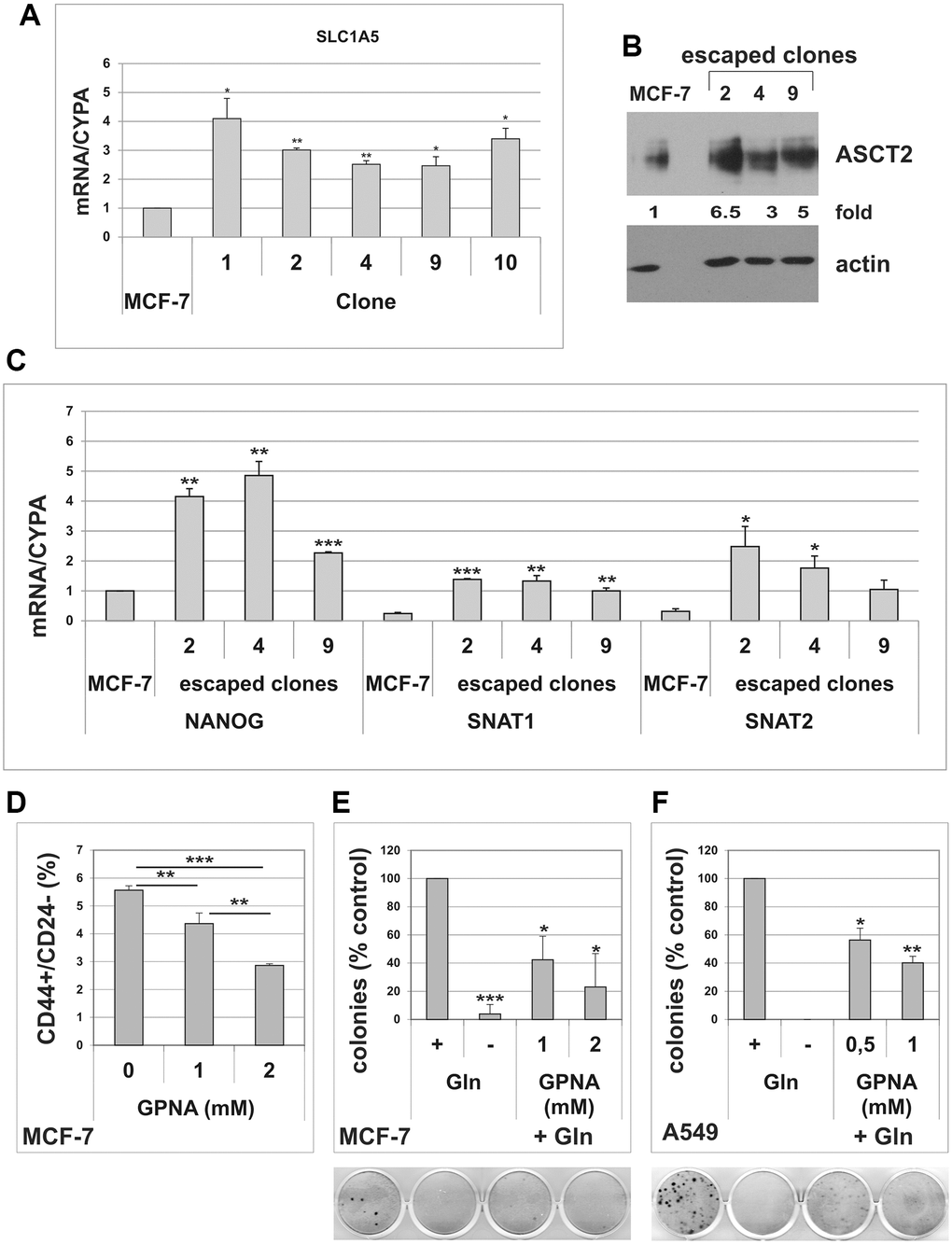 Cells that escape from TIS overexpress the glutamine transporter SLC1A5. (A) Escaped clones were isolated from senescent MCF-7 cells. Expression of SLC1A5 was analyzed by real-time PCR. Data are mean ± S.D. of three independent experiments. (B) Expression of SLC1A5 protein was analyzed in parental MCF-7 cells and in three escaped clones. Filters were stripped and reprobed with anti-actin antibodies as a loading control. SLC1A5 levels, normalized to the relative actin levels, are reported as fold change of parental cells. (C) Expression of NANOG, SNAT1 and SNAT2 was analyzed by real-time PCR. Data are mean ± S.D. of three independent experiments. (D) Dose-dependent effect of GPNA on CD44+/CD24− subpopulation. MCF-7 cells were treated for 72 hours with indicated GPNA concentrations. Expression of CD44 and CD24 was analyzed by flow cytometry. Data are mean ± S.D. of three independent experiments. (E) GPNA treatment abolishes escape from TIS. Doxorubicin-induced senescent MCF-7 cells were grown in Gln-deprived medium (−Gln), or in complete medium (+Gln) in the absence or in the presence of 1 mM or 2 mM GPNA. Colonies that evaded the senescent growth arrest were stained and counted. Data are mean ± S.D. of two independent experiments. (F) GPNA treatment abolishes escape from TIS. Doxorubicin-induced senescent A549 cells were grown in Gln-deprived medium (−Gln), or in complete medium (+Gln) in the absence or in the presence of 0.5 mM or 1 mM GPNA. Colonies that evaded the senescent growth arrest were stained and counted. Data are mean ± S.D. of two independent experiments.