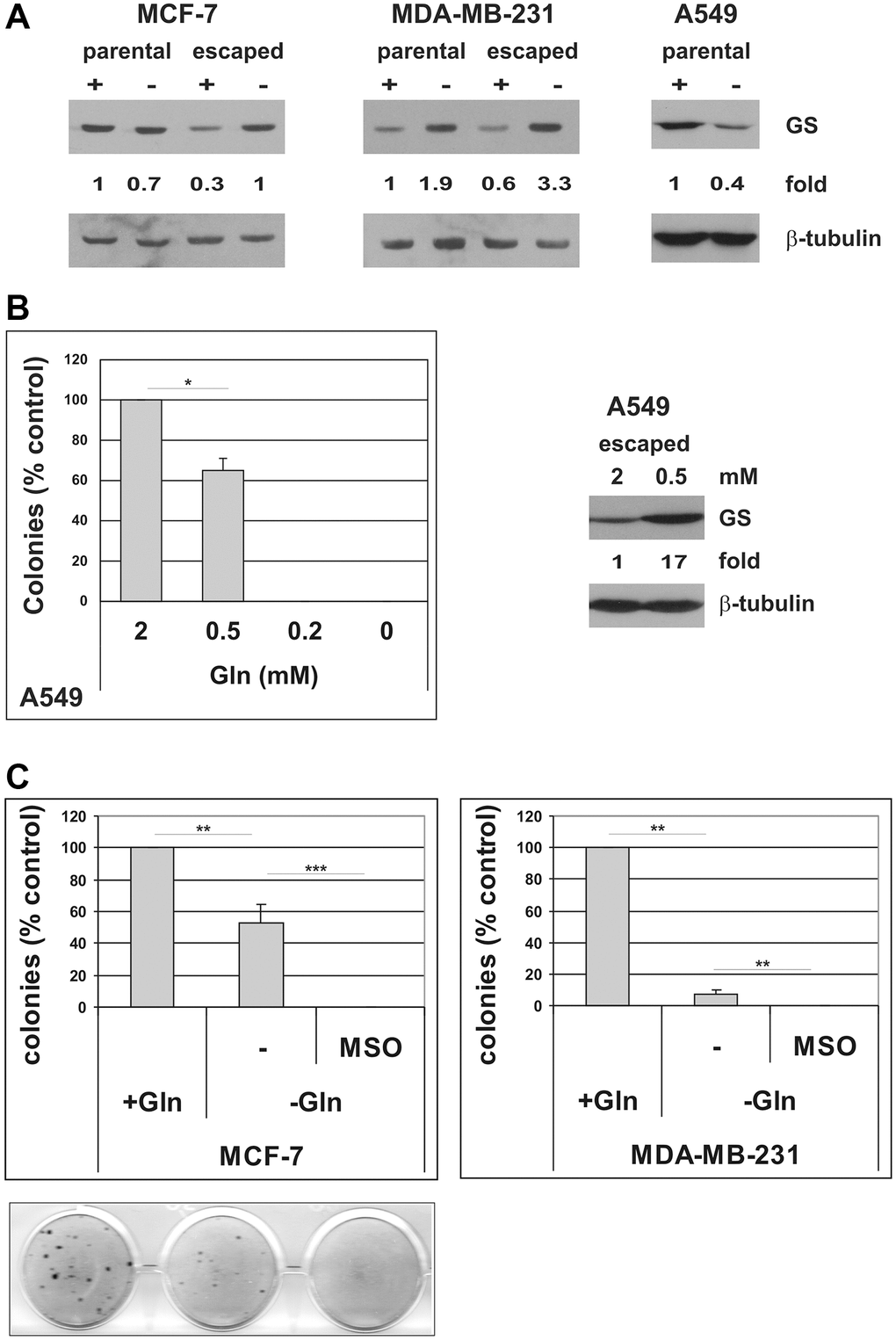 Induction of GS mediates resistance to glutamine deprivation in cells that escape from TIS. (A) Expression of GS protein was analyzed in parental MCF-7, MDA-MB-231 and A549 cells, grown in the presence or in the absence of glutamine for 72 hours, and in escaped clones arisen in the presence or in the absence of glutamine. Filters were stripped and reprobed with anti-β-tubulin antibodies as a loading control. GS levels, normalized to the relative β-tubulin levels, are reported as fold change of Gln-supplemented parental cells. (B) Left panel: doxorubicin-induced senescent A549 cells were grown in media with different glutamine concentrations. Colonies that evaded the senescent growth arrest were stained and counted. Data are mean ± S.D. of two independent experiments. Right panel: expression of GS protein was analyzed in A549 escaped clones arisen in the presence of 2 mM or 0.5 mM glutamine. Filters were stripped and reprobed with anti-β-tubulin antibodies as a loading control. GS levels, normalized to the relative β-tubulin levels, are reported as fold change of Gln-supplemented sample. (C) Inhibition of GS with MSO abolishes escape from TIS in Gln-deprived conditions. Doxorubicin-induced senescent MCF-7 and MDA-MB-231 cells were grown in complete medium (+Gln) or in Gln-deprived medium (−Gln), in the presence or in the absence of 2 mM MSO. Colonies that evaded the senescent growth arrest were stained and counted. Data are mean ± S.D. of three independent experiments.