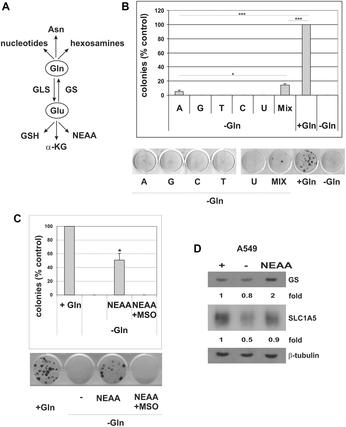 Nucleosides and NEAA restore escape from TIS in Gln-deprived conditions. (A) Schematic overview of glutamine usage in cancer cells. Gln glutamine, Glu glutamate, Asn asparagine, GSH glutathione, α-KG alpha-ketoglutaric acid, NEAA non-essential amino acids, GLS glutaminase, GS Glutamine synthetase. (B) Doxorubicin-induced senescent A549 cells were grown with (+Gln) or without (−Gln) glutamine in medium containing 0.1 mM each adenosine, guanosine, cytidine, thymidine, uridine, or in combination (Mix, 0.1 mM each). Colonies that evaded the senescent growth arrest were stained and counted. The data shown here represent three experiments exhibiting similar effects. A representative image of the colony escape assay is shown. (C) Doxorubicin-induced senescent A549 cells were grown with (+Gln), or without (−Gln) glutamine plus NEAA, in the presence or in the absence of 2 mM MSO. Colonies that evaded the senescent growth arrest were stained and counted. The data shown here represent three experiments exhibiting similar effects. A representative image of the colony escape assay is shown. (D) Expression of GS and SLC1A5 proteins was analyzed in parental A549 cells, grown with (+) or without (−) glutamine or without glutamine plus NEAA (NEAA) for 72 hours. Filters were stripped and reprobed with anti-β-tubulin antibodies as a loading control. GS and SLC1A5 levels, normalized to the relative β-tubulin levels, are reported as fold change of Gln-supplemented sample.
