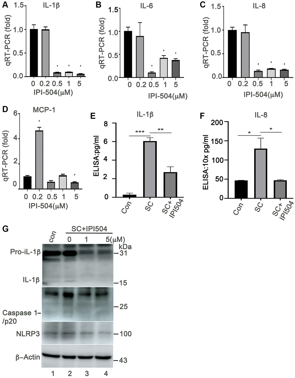 Heat shock protein 90 inhibitor IPI-504 suppresses the expression and secretion of senescence-associated inflammatory factors in senescent ARPE-19. (A–D) quantitative PCR measuring the expression of IL-1β, IL-6, IL-8, MCP-1 in day-4 senescent ARPE cells treated with media containing PBS (0) or IPI-504 at the concentrations of 0.2, 0.5, 1 and 5 μM. (E–F) ELISA assay measuring the secretion of IL-1β and IL-8 in the supernatants of senescent ARPE-19 cells treated with IPI-504. con: proliferative ARPE-19 cells, SC: senescent ARPE-19 cells (day-4), SC+IPI504: Day-4 SC cells were treated with 1 μM IPI-504 for 24 hours. (G) Immunoblot the expression of IL-1β, cleaved caspase 1, NLRP3 and GAPDH in control ARPE-19 cells (lane 1), or day-4 senescent ARPE-19 cells treated with IPI-504 at 0, 1 and 5 μM (lanes 2, 3 and 4). The data in each quantitation figure were collected from four independent experiments (n = 4). The two-tailed unpaired t-test was used for statistical analysis, *p ***p 