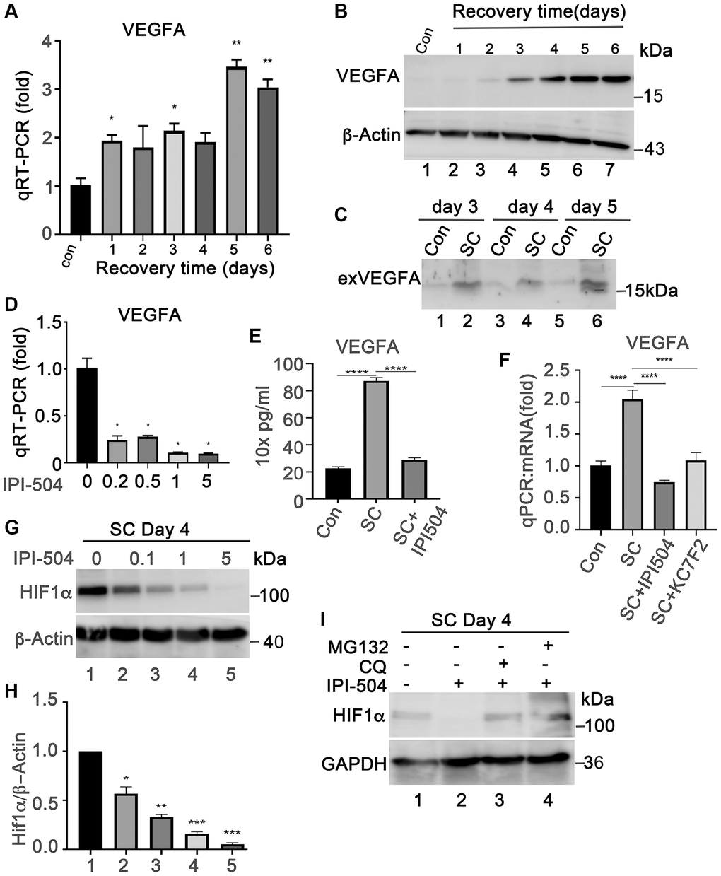 IPI-504 inhibits VEGFA expression by down-regulating HIF1α protein expression in senescent RPE cell in vitro. (A) Quantitative PCR determined VEGFA expression in control ARPE-19 cells (Con) or ARPE-19 cells treated with 2 h H2O2 followed by recovery in normal media for 0, 1, 2, 3, 4 and 5 days. (B) Immunoblot of VEGFA protein in the cells used in A. (C) Immunoblot of VEGFA in the supernatant of proliferative ARPE-19 cells (Con) or senescent ARPE-19 cells that were cultured for 3, 4 and 5 days. (D) Quantitative PCR determine VEGFA mRNA in day 4 senescent ARPE-19 cells treated with IPI-504 at 0.2, 0.5, 1 and 5 μM. (E) ELISA determines the VEGFA protein in the supernatants of day 4 senescent ARPE-19 cells treated with 1 μM IPI-504 for 24 hours. (F) Quantitative PCR determines VEGFA mRNA expression in day 4 senescent ARPE cells treated with HIF1α inhibitor KC7F2 or HSP90 inhibitor IPI-504. The data in each quantitation figure were collected from three independent experiments, the two-tailed unpaired t-test was used for statistical analysis, *P ***p G) Immunoblot of HIF10α protein in day-4 senescent ARPE-19 cells treated with IPI-504 at 0, 0.1, 1 and 5 μM. β-actin was used for protein loading control. (H) Densitometry quantitation of HIF1α vs. β-actin in G, the data shown are mean ± SD. The two-tail unpaired t-test was used for statistical analysis (n = 3). *P ***P I) Immunoblot HIF1α and GAPDH proteins in senescent ARPE-19 cells treated in media containing PBS (sham, lane 1), IPI-504 alone (lane 2), IPI-504 +chloroquine (lane 3) and IPI-504 + MG132 (lane 4).