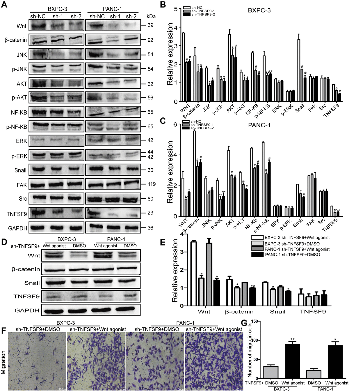 TNFSF9 promotes the migration of pancreatic cancer cells by activating the Wnt/Snail signaling pathway. (A–C) Western blot analysis the expression of Wnt, β-catenin, AKT, p-AKT, JNK, p-JNK, NF-ΚB, p-NF-ΚB, ERK p-ERK, Snail, Src and FAK in BXPC-3 and PANC-1 cells after knockdown of TNFSF9. Compared with the sh-NC group, the expression of Wnt, β-catenin, AKT, p-AKT, JNK, p-JNK, NF-ΚB, p-NF-ΚB and Snail in the sh-TNFSF9-1 and sh-TNFSF9-2 groups is significantly reduced. The expression of ERK, p-ERK, Src and FAK did not change. (D, E) The expression of Wnt, β-catenin, and Snail increased after the addition of Wnt agonist in TNFSF9 knockdown pancreatic cancer, but the expression of TNFSF9 did not change. (F, G) Increased migration of TNFSF9 knockdown pancreatic cancer cells after the addition of Wnt agonist. sh-1 is sh-TNFSF9-1. sh-2 is sh-TNFSF9-2. *P **P ***P #P 