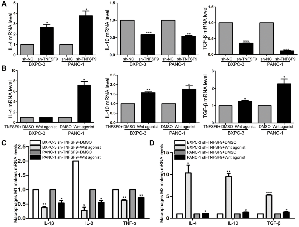 TNFSF9 activates Wnt signal to promote M2 polarization of macrophages. (A) The mRNA expression levels of IL-10 and TGF-β in TNFSF9 knockdown pancreatic cancer cells were decreased, and the mRNA expression levels of IL-4 were increased. (B) After adding Wnt agonist, the mRNA expression level of IL-10 and TGF-β increased. (C) After adding Wnt agonist, pancreatic cancer cells that knock down TNFSF9 reduce the mRNA levels of M1 markers (IL-1β, IL-8 and TNF-α) in macrophages. (D) After adding Wnt agonist, pancreatic cancer cells that knock down TNFSF9 increase the mRNA levels of M2 markers (IL-4, IL-10 and TGF-β) in macrophages. *P **P ***P 