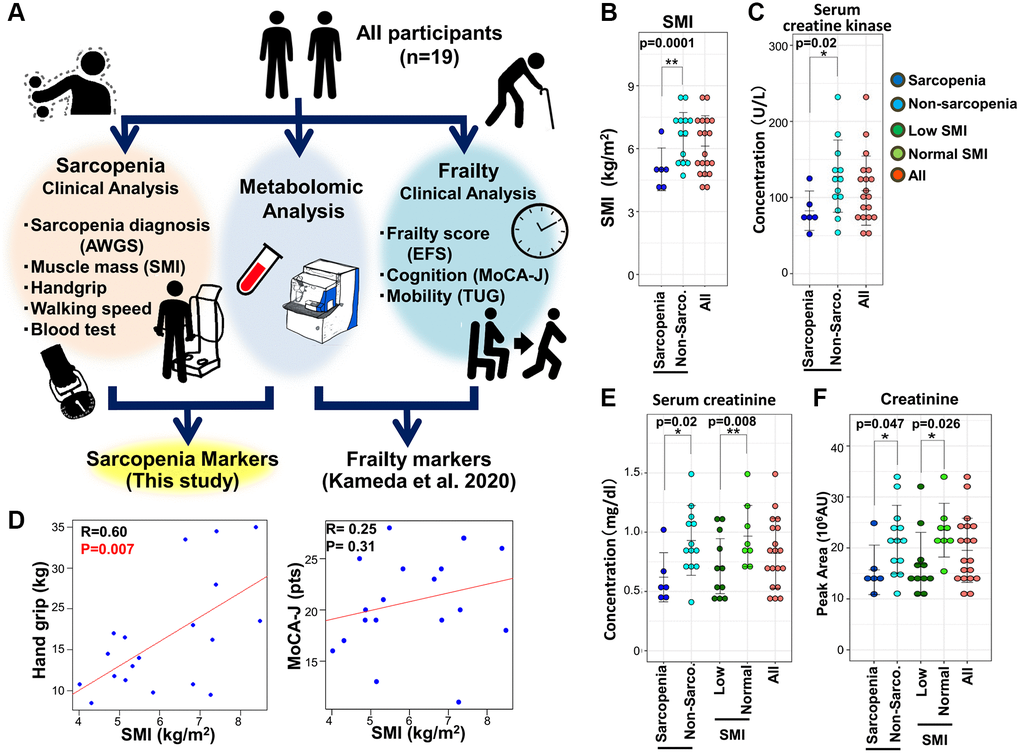 The metabolomic study of sarcopenia. (A) Overview of the study protocol. All participants were clinically assessed, and their blood was evaluated by untargeted whole-blood metabolomics. This study was conducted using previously reported clinical data from 19 elderly participants who were also assessed for sarcopenia. (B) Comparison of SMI between sarcopenic and non-sarcopenic subjects. SMI was significantly decreased in the sarcopenia group. (C) Pearson's correlation of the linear model between hand grip and SMI (left panel). The correlation coefficient between hand grip and SMI was statistically significant (R = 0.60, p = 0.007). The correlation between MoCA-J and SMI was not statistically significant (R = 0.25, p = 0.31). (D) Serum creatine kinase levels decreased significantly in sarcopenia. (E) Serum creatinine decreased significantly in sarcopenia and the low-SMI group. (F) Metabolomic analysis by LC-MS detected a significant decrease of creatinine in sarcopenia and the low-SMI group. *p **p 