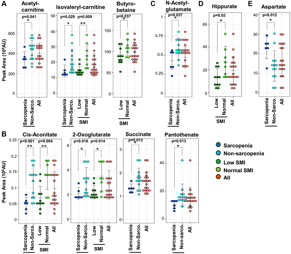 Ten mitochondrial metabolites are diagnostic for sarcopenia. (A) Three short-chain carnitines and their derivatives (acetyl-carnitine, isovaleryl-carnitine, and butyro-betaine) decreased significantly in sarcopenia. Isovaleryl-carnitine was significantly decreased in the low-SMI group. (B) Four TCA-related metabolites (2-oxoglutarate, cis-aconitate, succinate, and pantothenate) decreased significantly in sarcopenia. 2-oxoglutarate and cis-aconitate were significantly reduced in the low-SMI group. (C) N-acetyl-glutamate, which is related to the urea cycle, was significantly diminished in sarcopenia. (D) Hippurate, which is related to ammonia synthesis, was significantly decreased in the low-SMI group. (E) Aspartate, which is involved in the mitochondrial malate-aspartate shuttle, was significantly increased in sarcopenia. *p **p 