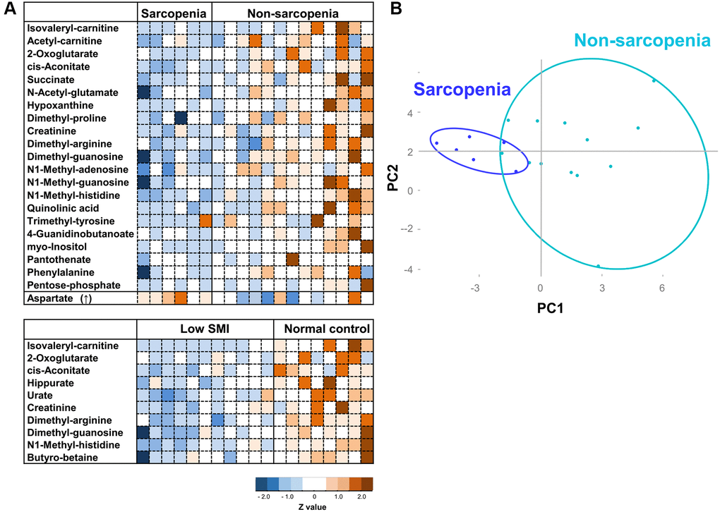 Heatmap analysis and PCA for sarcopenia. (A) Heatmap analysis of metabolites involved in sarcopenia (top panel), and SMI (bottom). The heat map shows Z-scores of peak areas from LC-MS analysis. (B) PCA plot of 19 elderly participants. 22 sarcopenia markers were analyzed.