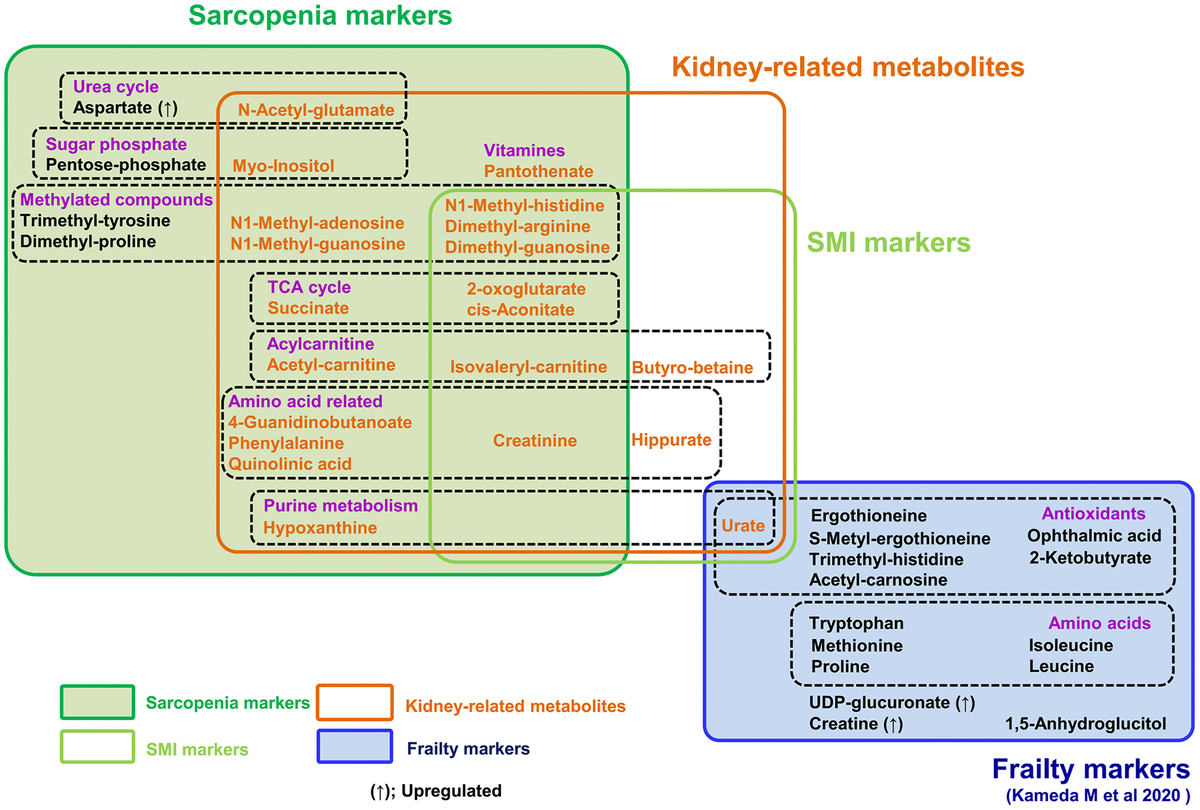 Summary of 25 metabolites related to sarcopenia and 15 frailty markers. 15 frailty markers (blue box) and 22 sarcopenia markers (dark green box) are presented. There is no overlap among them. 10 metabolites are muscle mass-related markers (light green box). Seven of the 15 frailty markers were antioxidants; however, sarcopenia markers include no antioxidants. Seven metabolites (isovaleryl-carnitine, 2-oxoglutarate, cis-aconitate, creatinine, dimethyl-arginine, dimethyl-guanosine, and N1-methyl-histidine) are both sarcopenia and muscle mass-related markers. 21 metabolites in orange are kidney-related markers.