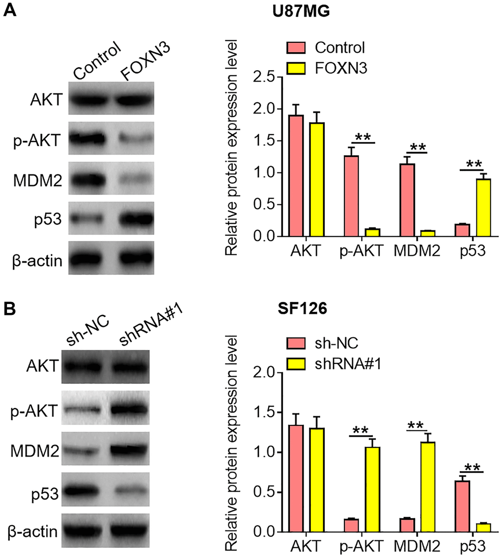 FOXN3 inhibits the AKT/MDM2/p53 signaling pathway in glioma cells. (A) Protein expression levels of AKT, p-AKT, MDM2 and p53 were examined by Western blotting after transfection with FOXN3 expression vectors in U87MG cells. (B) Protein expression levels of AKT, p-AKT, MDM2 and p53 were determined by Western blotting after transfection with shRNA#1 in SF126 cells. **P 