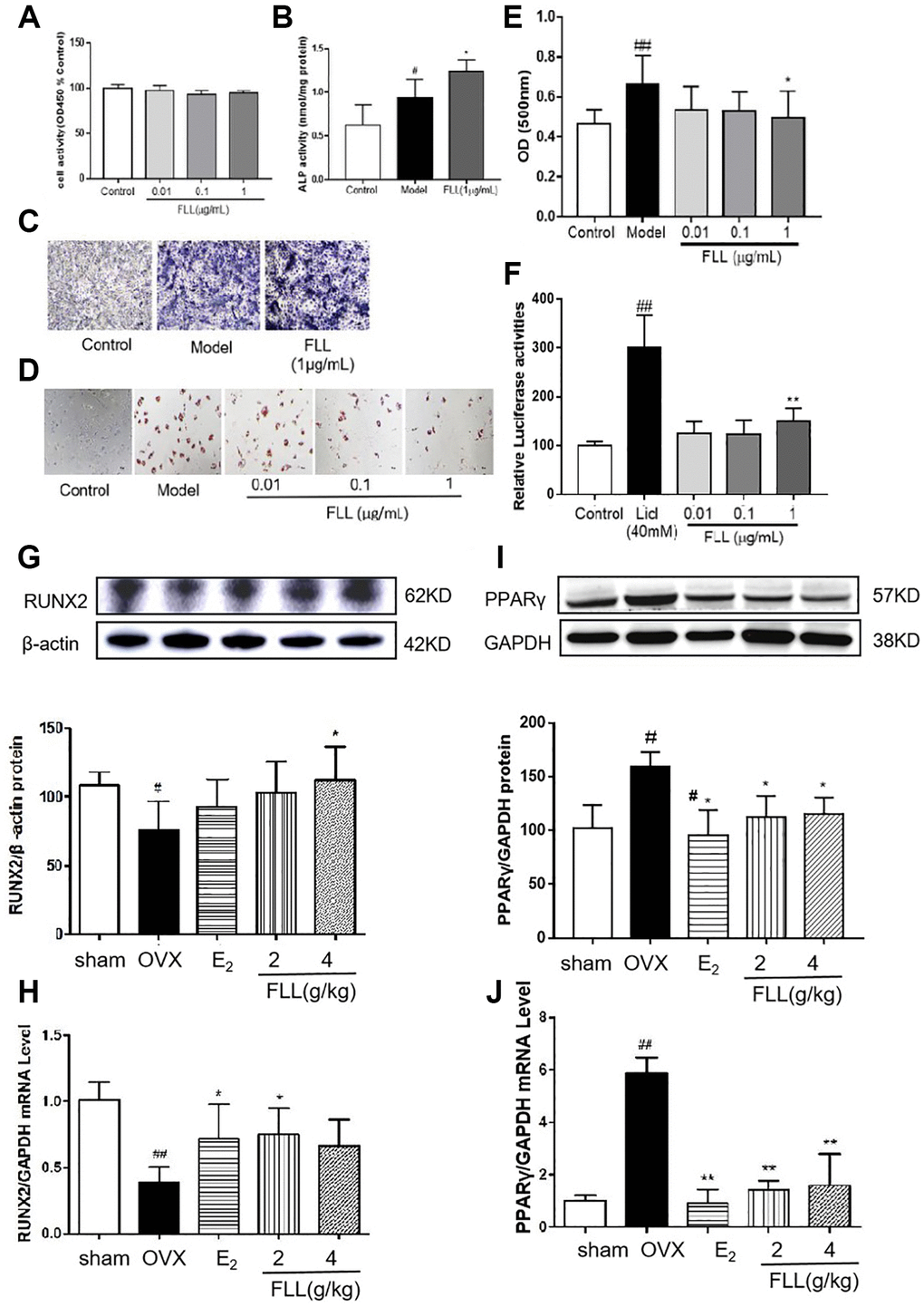 FLL significantly stimulates osteoblast differentiation and inhibits adipocyte differentiation of MSC. (A) The MSC were cultured with FLL and subjected to CCK-8 assay (n = 6). (B–C) MSC were cultured with osteogenic-inducer solution for 7 days and we then determined ALP activity, and ALP was also stained with BCIP/NBT; FLL markedly promoted the expression of ALP. (n = 6). (D) The MSC were cultured with adipocyte-inducer solution for 7 days and stained with Oil Red. (E) We quantified Oil Red by dissolving it in isopropanol and measuring the absorbance at 500 nm. FLL significantly inhibited adipocyte differentiation (n = 6). (F) TOPFlash assay was used to investigate the activation of the Wnt-signaling pathway by FLL, and results showed that FLL significantly activated Wnt signaling (n = 6). (G–H) The levels of RUNX2 protein and mRNA in mouse bone marrow were noticeably increased after treatment with FLL (n = 3). (I–J) The levels of PPARγ protein and mRNA in mouse bone marrow were notably decreased after treatment with FLL. (n = 3). #P ##P *P **P 