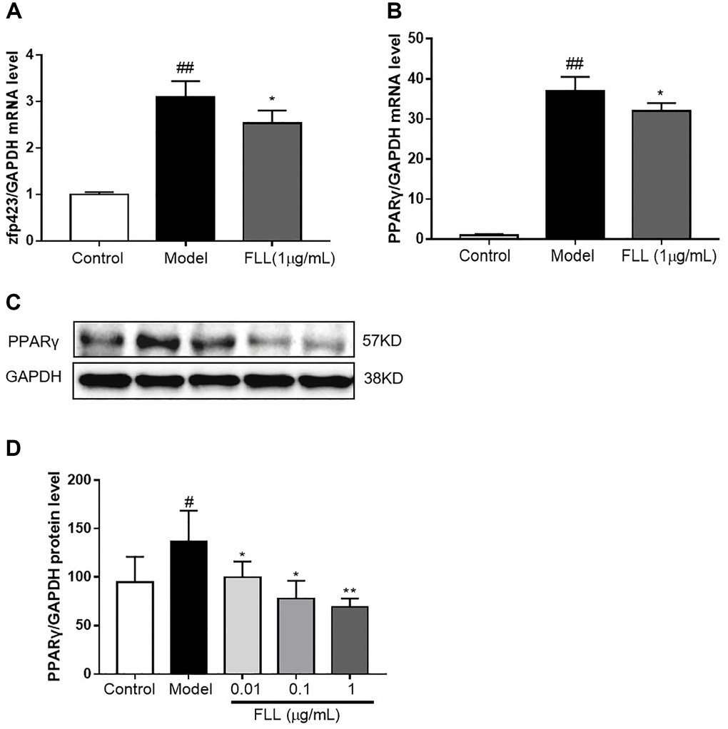 FLL inhibits the maturation of adipocytes but not of preadipocytes. (A) The MSC were cultured with adipocyte-inducer solution for 1 day, and FLL did not increase zfp423 mRNA expression. (B–D) Incubation with FLL for 7 days significantly inhibited the level of PPARγ mRNA and protein. #P ##P *P **P n = 3).
