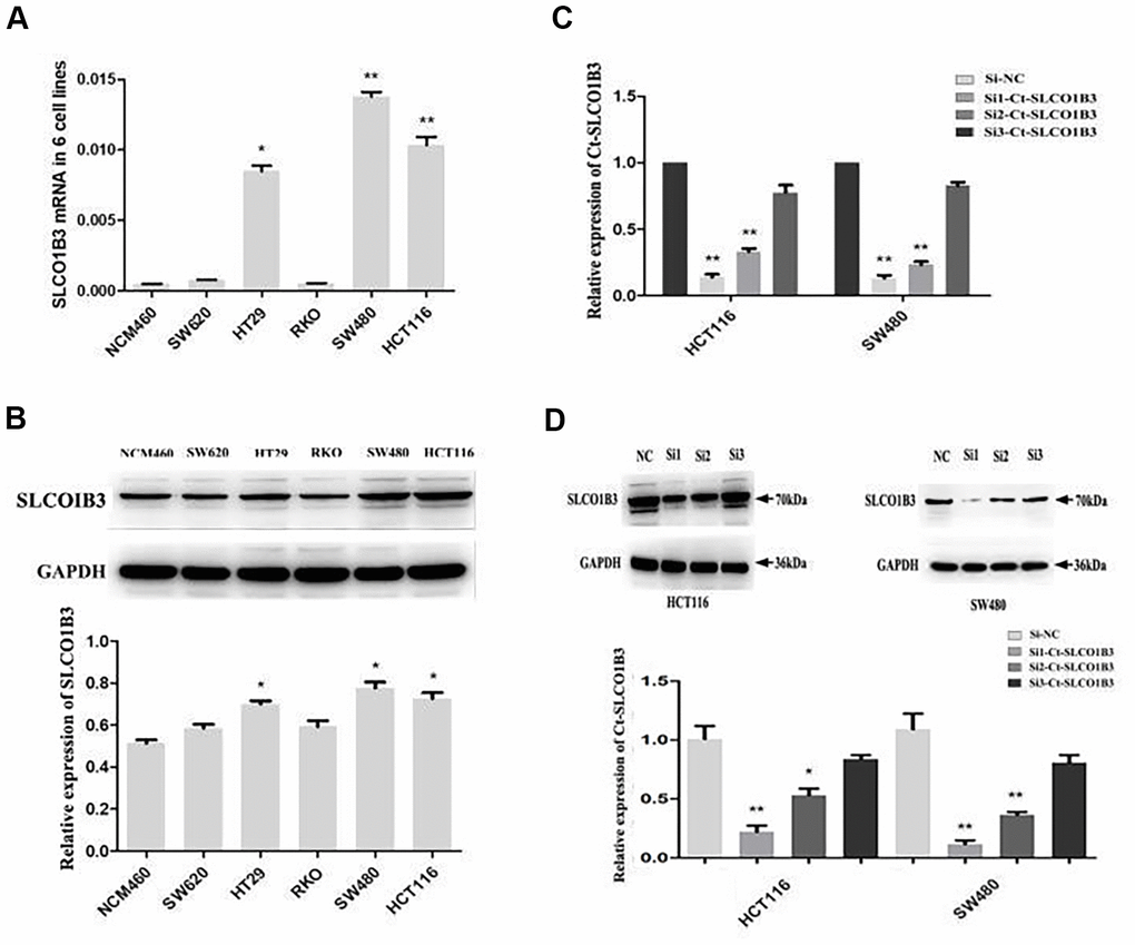 Ct-SLCO1B3 expression in CRC cell lines and select effective interfere sequence. (A, B) The mRNA (A) and protein (B) levels of Ct-SLCO1B3 in the NCM460 normal human colon epithelial cell line and the SW480, SW620, HT29, HCT116, and RKO human CRC cell lines by qRT-PCR and western blot analysis, respectively. n=3; *P C, D) HCT116 and SW480 cells were transiently transfected with si1-Ct-SLCO1B3, si2-Ct-SLCO1B3, si3-Ct-SLCO1B3, or si-NC. (C) The Ct-SLCO1B3 mRNA levels by qRT-PCR. (D) The Ct-OATP1B3 protein levels by western blot analysis. n=3; *P i1-Ct-SLCO1B3, Si2=si2-Ct-SLCO1B3 and Si3=si3-Ct-SLCO1B3.