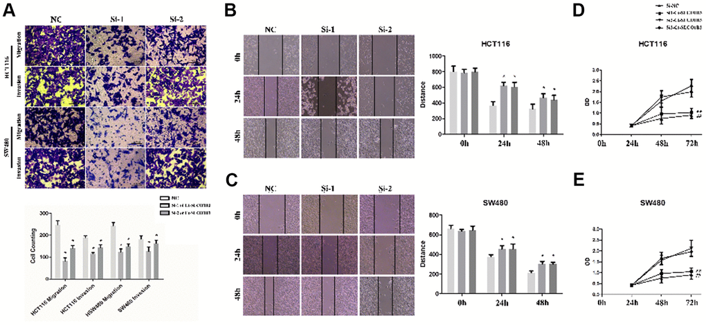 Ct-SLCO1B3 knockdown inhibits human CRC cell proliferation, migration, and invasion in vitro. (A) Cell migration and invasion abilities evaluated by the Transwell assays. The cells that had migrated to the lower surface of the membrane were counted after 48-hour incubation. n=3; *P B, C) The scratch-wound healing assay evaluated cell migration ability. The width of the wound bed (distance) was measured at 0, 24, and 48 hours after the creation of the scratch wound. (D, E) Cell proliferation evaluated by the MTS assay. n=3; *P 