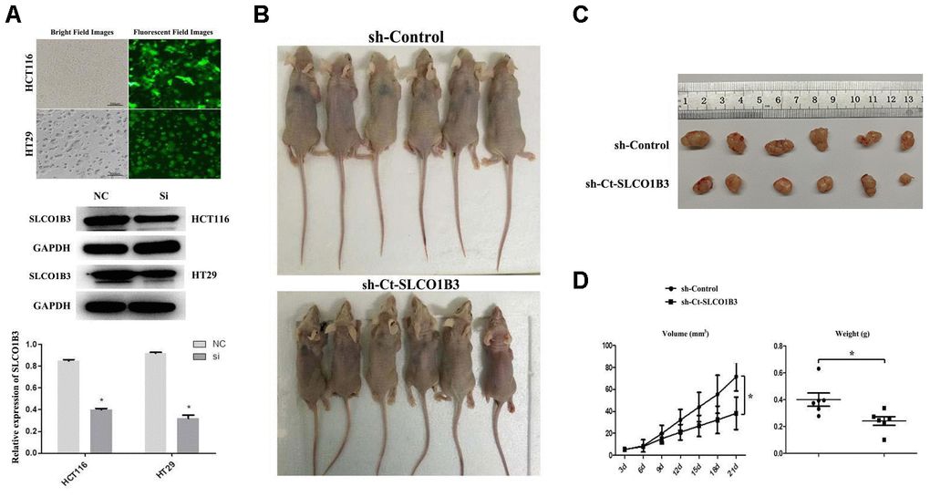 The effects of Ct-SLCO1B3 knockdown on CRC tumorigenesis in vivo. (A) Characterization of the HCT116 and HT29 cells stably transfected with a lentiviral vector carrying sh-Ct-SLCO1B3 or sh-Control. Bright and fluorescent field cell images (upper panel) and western blot analysis results on Ct-OATP1B3 protein expression (middle and lower panels) are shown. n=3, *P B) Photos of mice bearing subcutaneous tumors. (C) Photos of tumors harvested from the mice. (D) The change in tumor volume with time and the weight of the harvested tumors. *P 