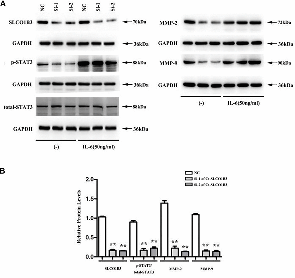 Ct-SLCO1B3 knockdown in HCT116 cells downregulates p-STAT3, MMP-2, and MMP-9. HCT116 cells were transiently transfected with si1-Ct-SLCO1B3, si2-Ct-SLCO1B3, or si-NC with or without IL-6 stimulation (50 ng/mL). The protein levels of Ct-OATP1B3, p-STAT3, total STAT3, MMP-2, and MMP-9 were determined by western blot analysis. (A) Gel image. (B) Quantified protein levels without IL-6 stimulation. n=3, **P si1-Ct-SLCO1B3, Si-2=si2-Ct-SLCO1B3.