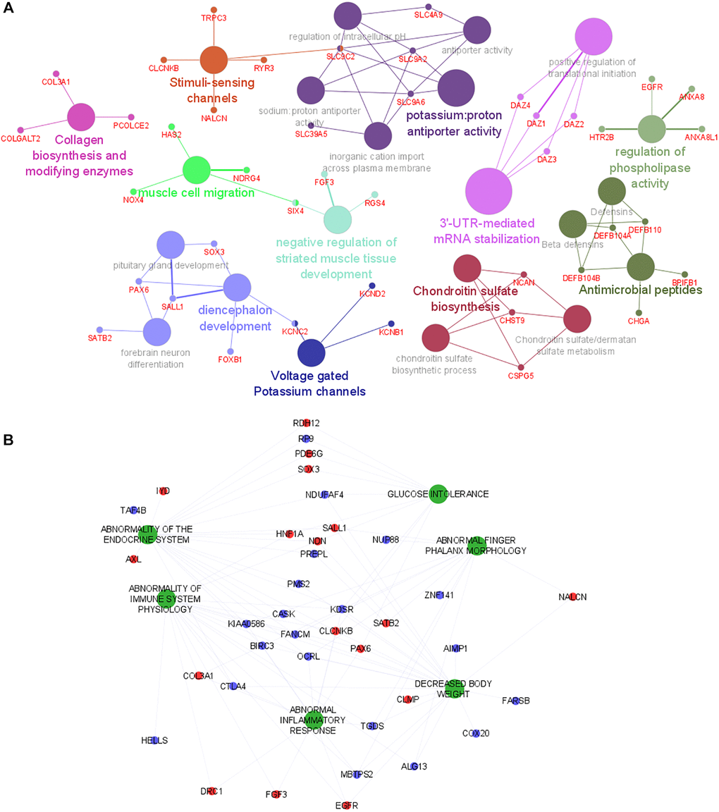 Functional analysis of genes and human phenotypes associated with LMM. (A) Pathways that are associated with the gene discriminated in the logistic regression (with positive coefficient) are indicated by colored nodes. GSA terms are interconnected with their associated genes. Related GSA terms are indicated by the same color. (B) The human phenotype ontologies are presented in green and shared genes are represented as red (positive coefficient) and blue (negative coefficient) dots. Abbreviation: GSA: Gene Set Analysis.