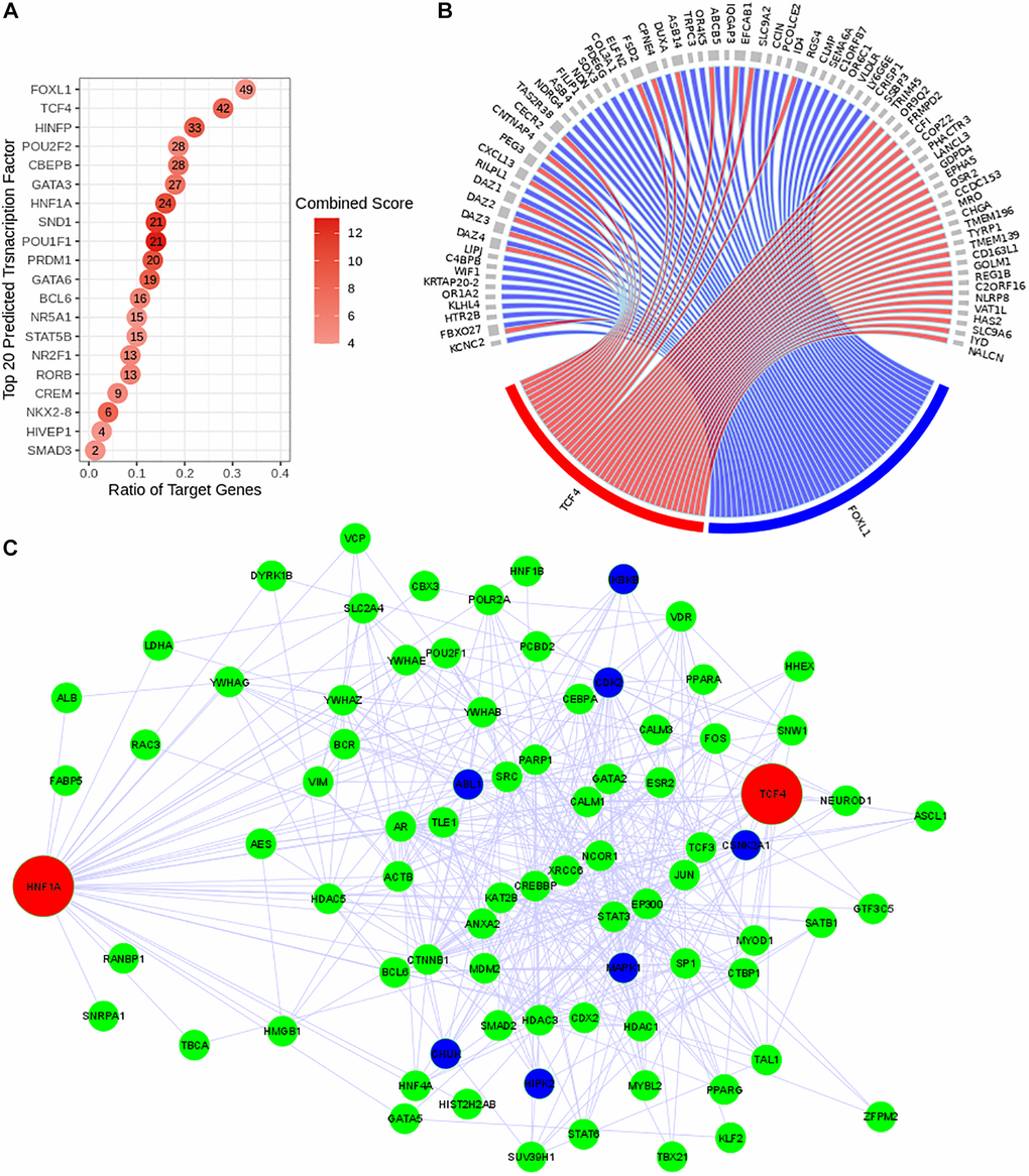 Reconstruction of the predicted transcriptional regulatory network. TF regulatory network was reconstructed using Expression2Kinase tool. (A) Top 20 predicted TFs were presented and ranked based on their combined scores. The intensity of the red coloration is proportional to the combined scores. The ratio of the target genes (x axis) indicates the proportion of genes targeted by a determined TF. (B) The circos diagram shows the interaction between the top two predicted TFs (TCF4 in red and FOXL1 in blue), ranked by the ratio of target genes) and their targeted genes (gray). Both TFs target 16 common genes. (C) Co-regulatory network of TCF4 and HNF1A. The transcriptional regulatory network is presented with the transcription factors (TFs) in red, the intermediate protein that are predicted to interact with these TFs in green and the kinases in dark blue.