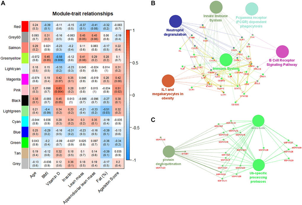 Weighted gene co-expression network analysis reveals modules correlated with patient´s characteristics. (A) Correlation matrix of detected gene modules with the characteristics of patients. Red color indicates positive correlation and blue color indicates negative correlation. Pink module is positively correlated with plasma levels of vitamin D and Agatston score. (B) Pink module is enriched with immune system pathways. (C) Green-yellow module is enriched with pathways associated with ubiquitination processes.