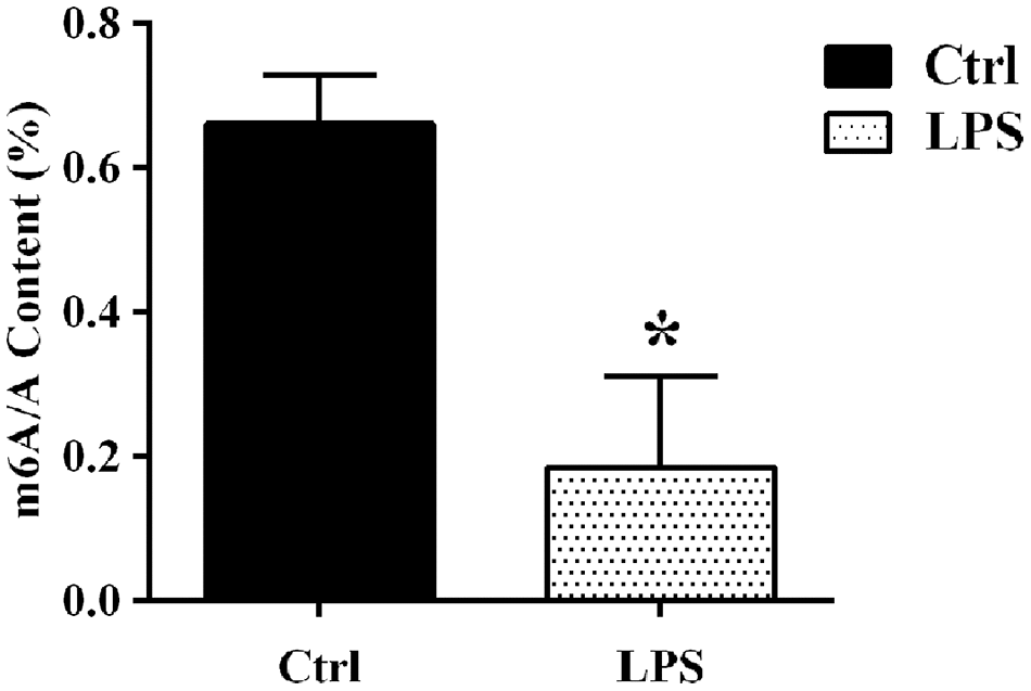 LC-MS-based analysis of sepsis-induced alterations in m6A levels in aortic mRNAs. Ctrl, control.