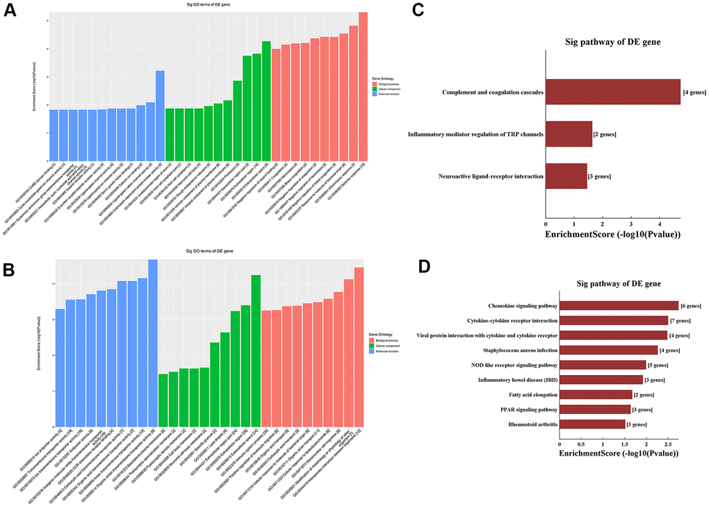 Functional enrichment analysis of differentially methylated mRNAs. (A) Top ten GO terms for hypermethylated mRNAs. (B) Top ten GO terms for hypomethylated mRNAs. (C) Top ten KEGG pathways for hypermethylated mRNAs. (D) Top ten KEGG pathways for hypomethylated mRNAs.