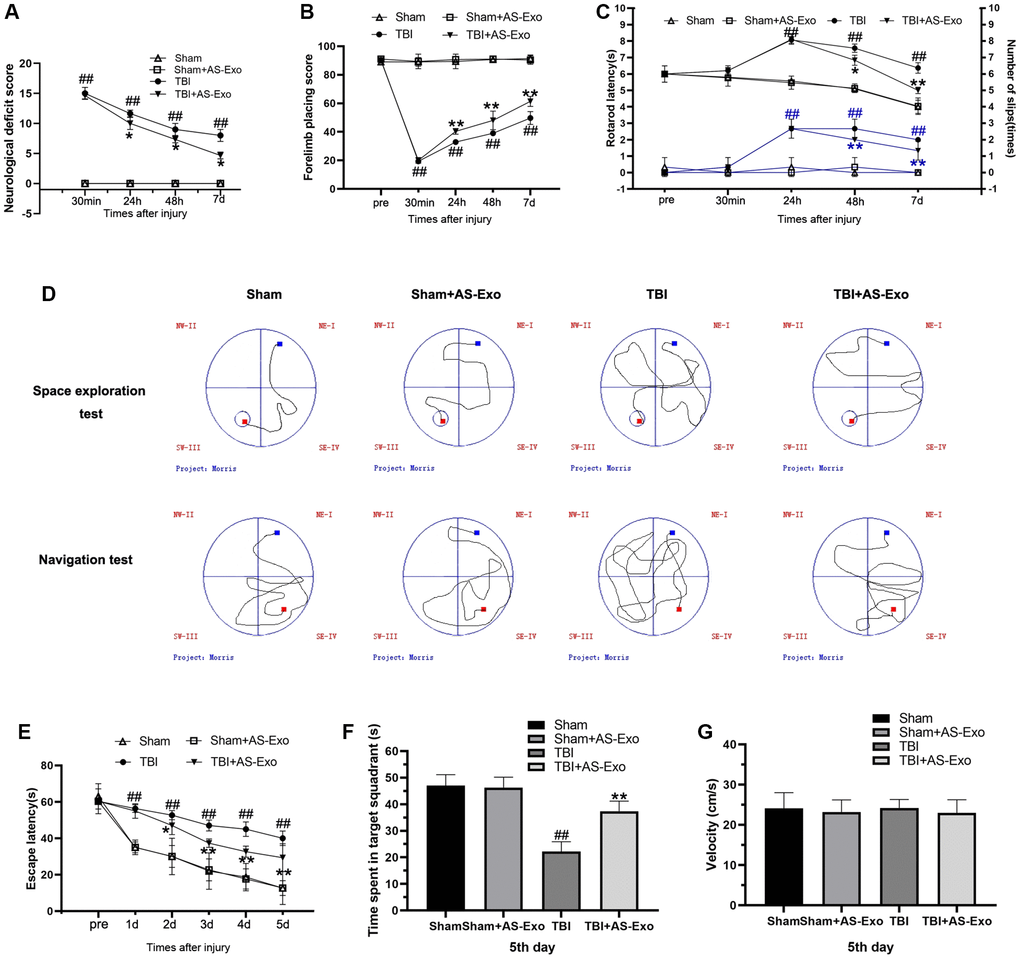 AS-Exos ameliorate TBI-induced neurobehavioral and cognitive deficits in rats. (A–G) Neurological function test results of TBI, TBI+AS-Exo, Sham, and Sham+AS-Exo groups of rats including (A) Modified neurological severity score (mNSS), and results of (B) Forelimb placement, (C) Rotating rod, and (D–G) MWM tests. All data are represented as means ± standard error (n = 8 per group). Statistical significance was determined using one-way ANOVA followed by post-hoc Bonferroni correction. #P ##P *P **P 