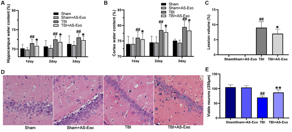 AS-Exos reduce TBI-induced brain edema, lesion volume and neuronal damage. (A) Hippocampus water content, (B) Cortex water content, and (C) Lesion volume in the hippocampal tissues of TBI, TBI+AS-Exo, Sham, and Sham+AS-Exo groups of rats. (D) Representative H&E stained images of hippocampal tissue sections from TBI, TBI+AS-Exo, Sham, and Sham+AS-Exo groups of rats. (E) Quantitative analysis shows the number of viable neurons per 250 μm length of the CA1 pyramidal cell layer in the H&E stained hippocampal tissue section from the four groups of rats. All data are represented as means ± SEM (n = 8 per group). Statistical significance was determined using one-way ANOVA followed by post-hoc Bonferroni correction. #P ##P *P **P 