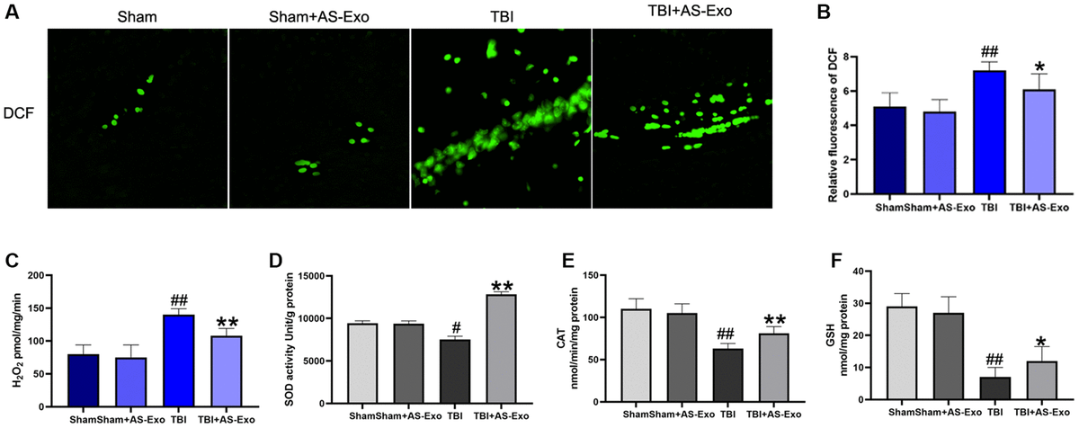 AS-Exos alleviates TBI-induced oxidative stress in the rat hippocampal tissues. (A) Fluorescence images show DCF-stained hippocampal tissues from TBI, TBI+AS-Exo, Sham, and Sham+AS-Exo groups of rats. (B) Bar graphs illustrate relative DCF fluorescence intensity in the hippocampal tissues from the four groups of rats. (C) Amplex red hydrogen peroxide/peroxidase assay results show release of mitochondrial H2O2 in the four groups. (D) SOD activity, (E) CAT activity and (F) Reduced GSH levels in the hippocampal tissues isolated from TBI+AS-Exo, Sham, and Sham+AS-Exo groups of rats (48 h after TBI). All data are represented as means ± SEM (n = 5 per group). Statistical significance was determined using one-way ANOVA followed by post-hoc Bonferroni correction. #P ##P *P **P 