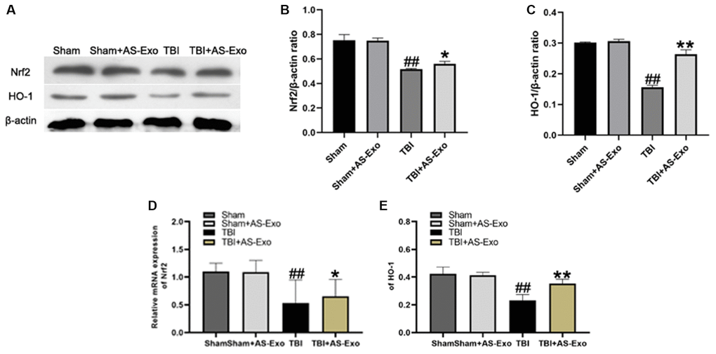 AS-Exos activate Nrf2/HO-1 pathway in the hippocampal neurons of TBI-induced rat brains. (A) Western blot analysis shows Nrf2 and HO-1 protein expression levels in the hippocampus of TBI+AS-Exo, Sham, and Sham+AS-Exo groups of rats at 48 h after TBI or sham surgery. (B–E) Bar graphs show the relative expression levels of (B) Nrf2 and (C) HO-1 proteins, (D) Nrf2 and (E) HO-1 mRNAs in the hippocampus tissues from the four groups of rats at 48 h after TBI or sham surgery. All data are represented as means ± SEM (n = 5 per group). Statistical significance was determined using one-way ANOVA followed by post-hoc Bonferroni correction. #P ##P *P **P 