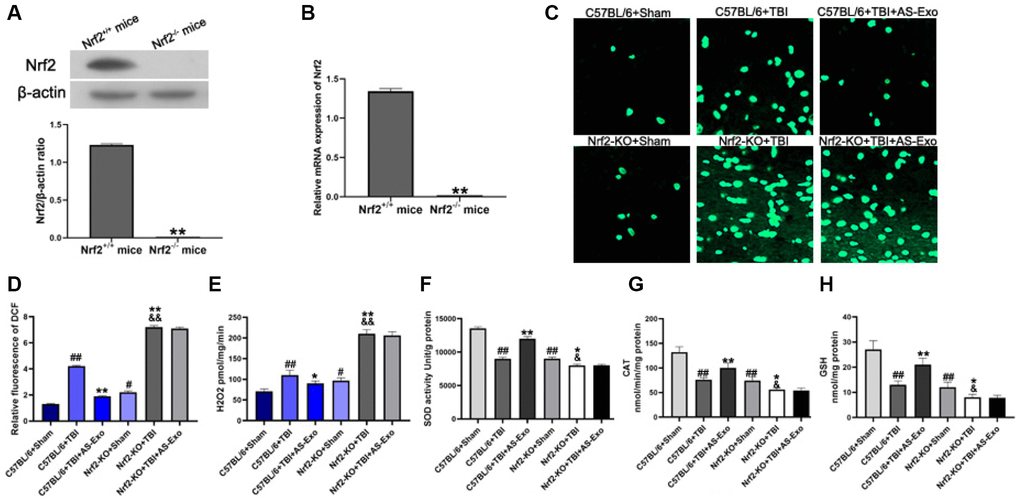 AS-Exos reduce oxidative stress in hippocampal neurons of TBI-induced murine brains by activating Nrf2 signaling pathway. (A) Western blot analysis and (B) PCR analysis confirms Nrf2 knockdown in Nrf−/− mice. **P +/+ mice. (C) Representative confocal images show DCF fluorescence in the hippocampus tissues from Nrf-KO+Sham, Nrf−-KO+TBI, Nrf+/++Sham, and Nrf+/++TBI mice injected with or without AS-Exos. (D) Bar graphs illustrate relative DCF fluorescence in the hippocampus tissues from the mice groups. (E) Amplex red hydrogen peroxide/peroxidase assay results show the release of mitochondrial H2O2. Mitochondria were isolated from the hippocampus tissues of the mice groups. (F) SOD activity, (G) CAT activity and (H) Reduced GSH levels in the hippocampus tissues from the mice groups. Data are represented as means ± SD (n = 5 per group). Statistical significance was determined using one-way ANOVA followed by post-hoc Bonferroni correction. #P ##P *P **P +/++TBI group; &P &&P 