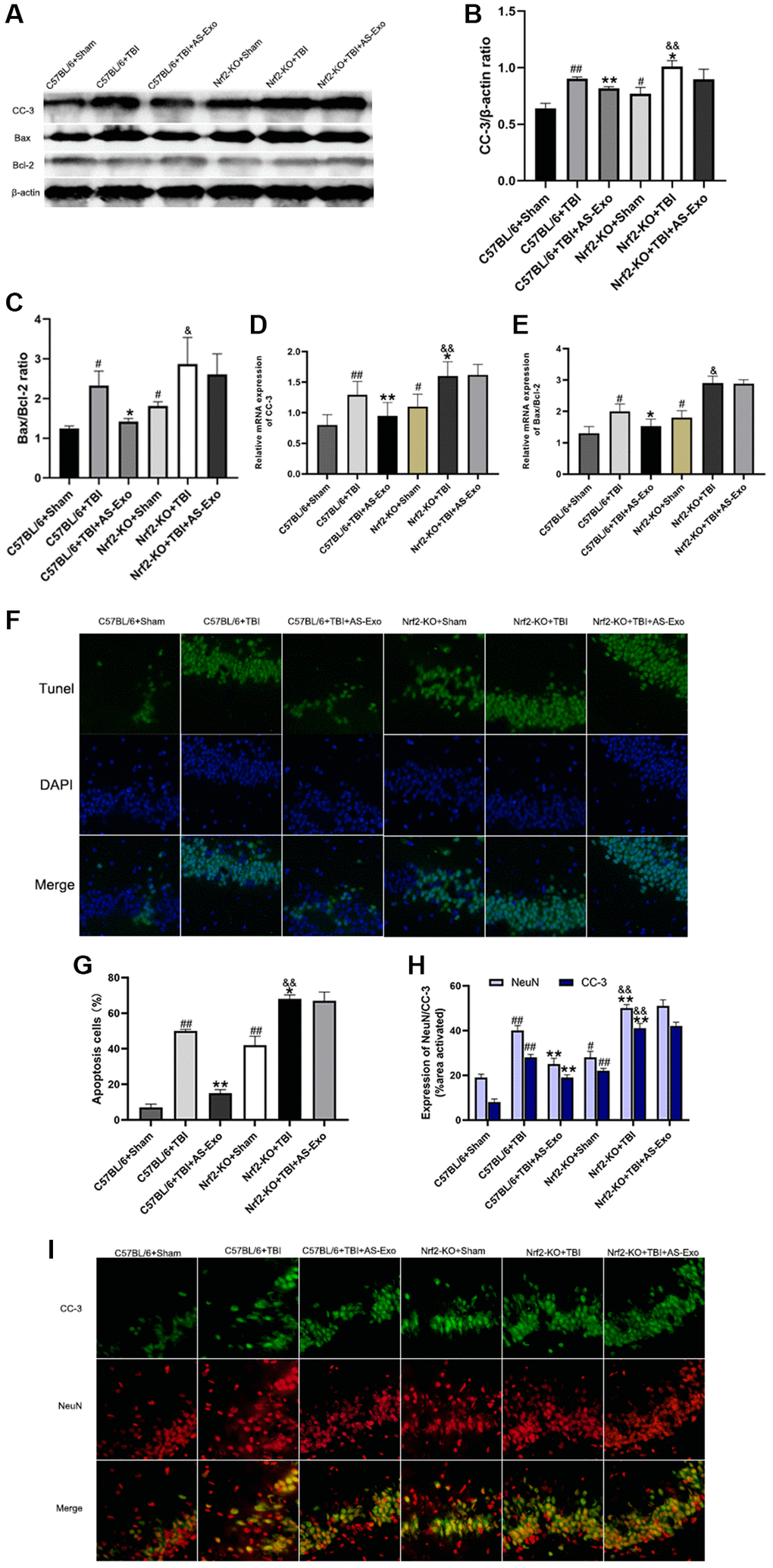 AS-Exos decrease TBI-induced neuronal apoptosis by activating Nrf2. (A) Western blot analysis shows expression levels of CC-3 and ratio of Bax/Bcl-2 proteins in the hippocampus of mice groups at 48 h following TBI or Sham surgery. (B–C) Bar graphs show (B) CC-3 protein expression levels and (C) ratio of Bax/Bcl-2 proteins normalized to β-actin. (D–E) Bar graphs show the (D) CC-3 mRNA expression levels and (E) ratio of Bax/Bcl-2 mRNAs relative to β-actin mRNA levels in the hippocampus tissues of the mice groups. (F) Representative confocal images show TUNEL (green) and DAPI (blue) staining of hippocampus tissue sections from the mice groups. (G) Bar graph shows the relative percentage of apoptotic neuronal cells in the hippocampus tissues from various mice groups. (H) MATLAB software analysis shows the staining intensities for NeuN and CC-3 in the hippocampus tissues of various mice groups. (I) Representative images show double immunofluorescence staining of NeuN (red) and CC-3 (green) in the hippocampus tissues of various mice groups. (Scale bar, 100 μm). Data are represented as means ± SD (n = 5 per group). #P ##P *P **P &P &&P 