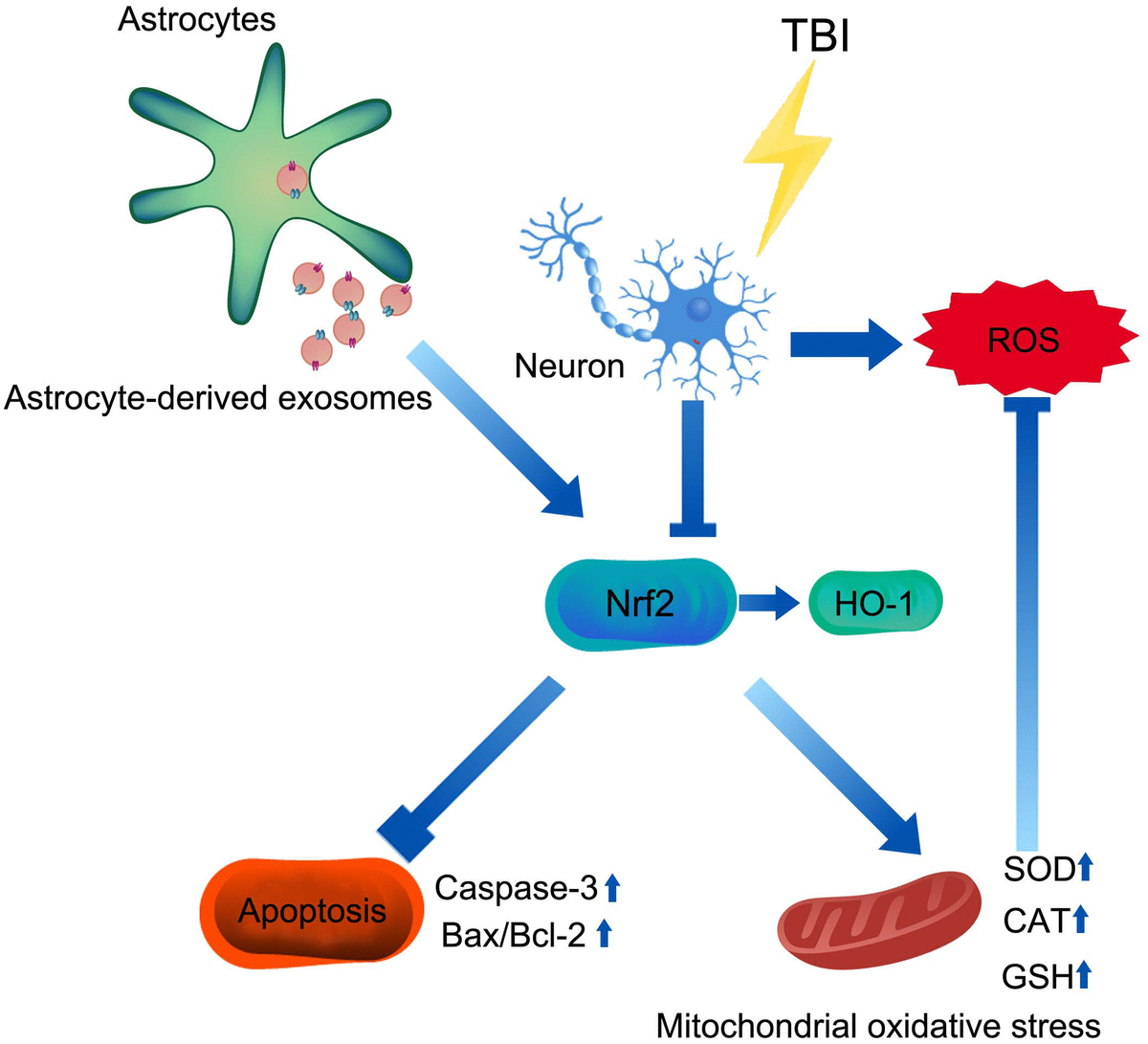 Mechanism of AS-Exos alleviating TBI-induced neuropathology. AS-Exosomes attenuate neuronal injury after TBI by inhibiting mitochondrial oxidative stress and apoptosis via activation of the Nrf2 pathway.