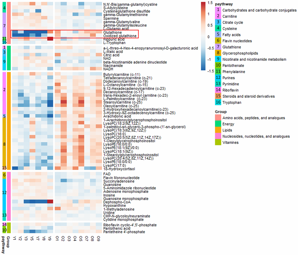 Heat map of metabolites in the kidney tissues of young (n = 7) and old (n = 8) mice in vivo. The metabolites were plotted and further curated according to their residing KEGG pathways. The heat map was color-coded according to the log 2 transformed fold change in the measured relative intensities of each sample.