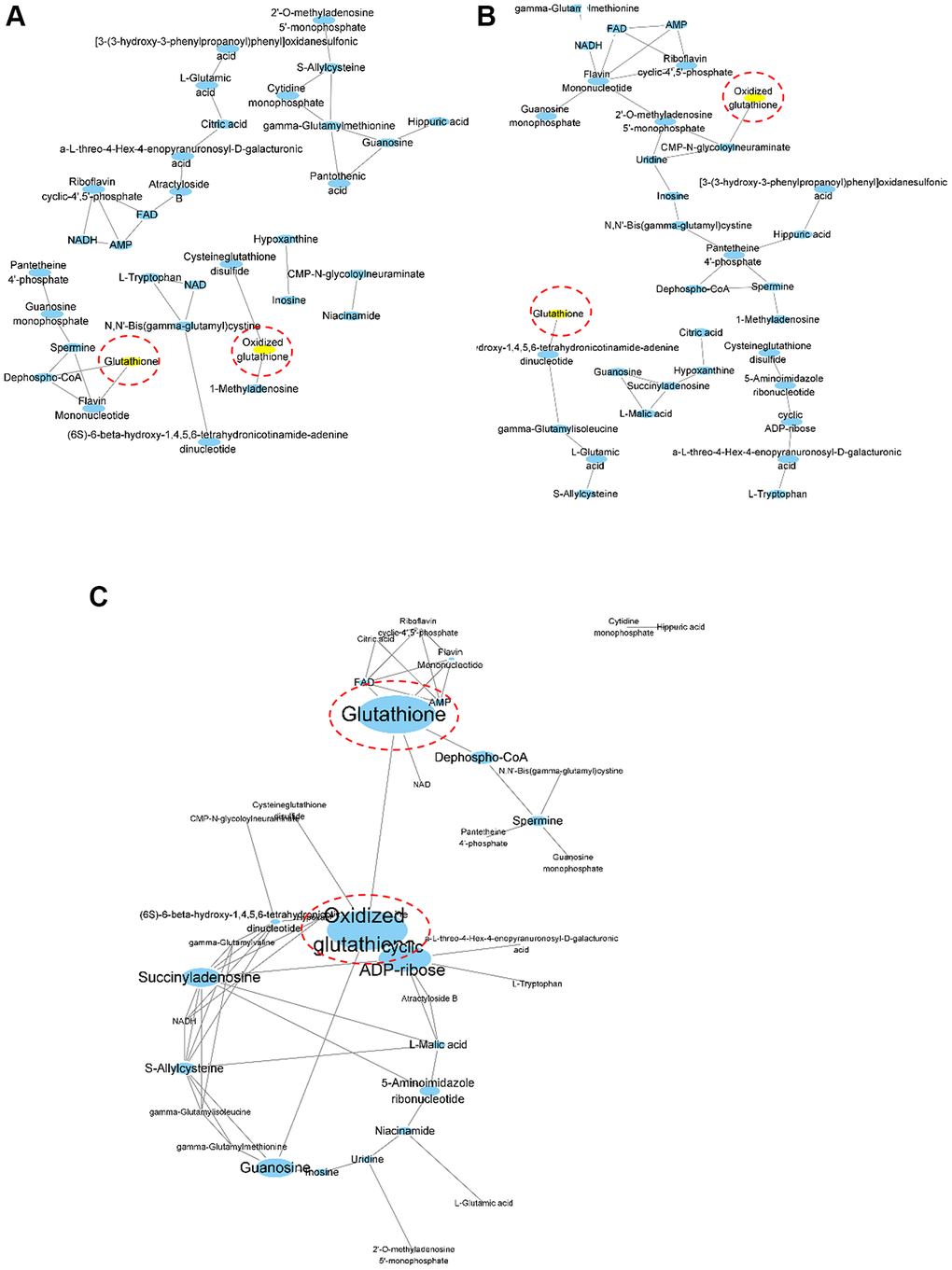 Correlation coefficient-based network analysis results. Network visualization of the correlation-based relationships among profiled aqueous metabolites was performed for young (A, n = 7), old (B, n = 8) and mixed (C, n = 15) groups. Oxidized glutathione and glutathione are highlighted in yellow for (A) and (B). The width and height of the nodes were scaled using the stress centrality measurements for (C).