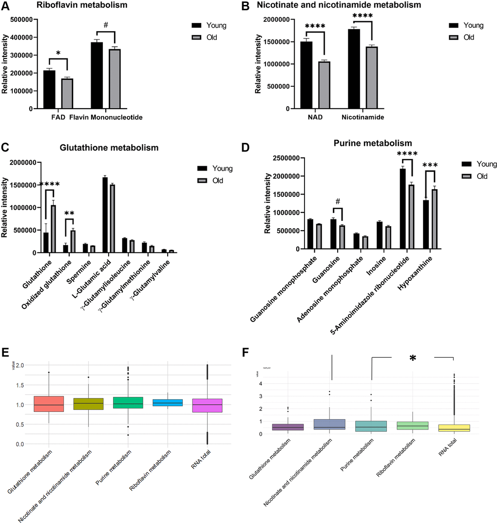 Barplots of the relative intensities of metabolites in differential pathways in aged mouse kidney tissues (A–D, n = 7 and 8 for young and old groups, respectively). The means and SEMs of the relative intensities determined by LC-MS are plotted. P-values were calculated by two-way ANOVA with Sidak’s multiple comparison tests to see intergroup differences for (A–D). Boxplots of the log2 transformed fold changes of genes annotated in differential pathways (E, n = 3 for both the young and old groups). Boxplots of the –log10(P-values) determined by t-tests to assess the differential expression of genes between the old and young groups (F, n = 3 for both the young and old groups). The distributions of –log10P values from each pathway were tested and compared to those in the whole transcriptome by Wilcoxon rank-sum tests. (p-values: #**********