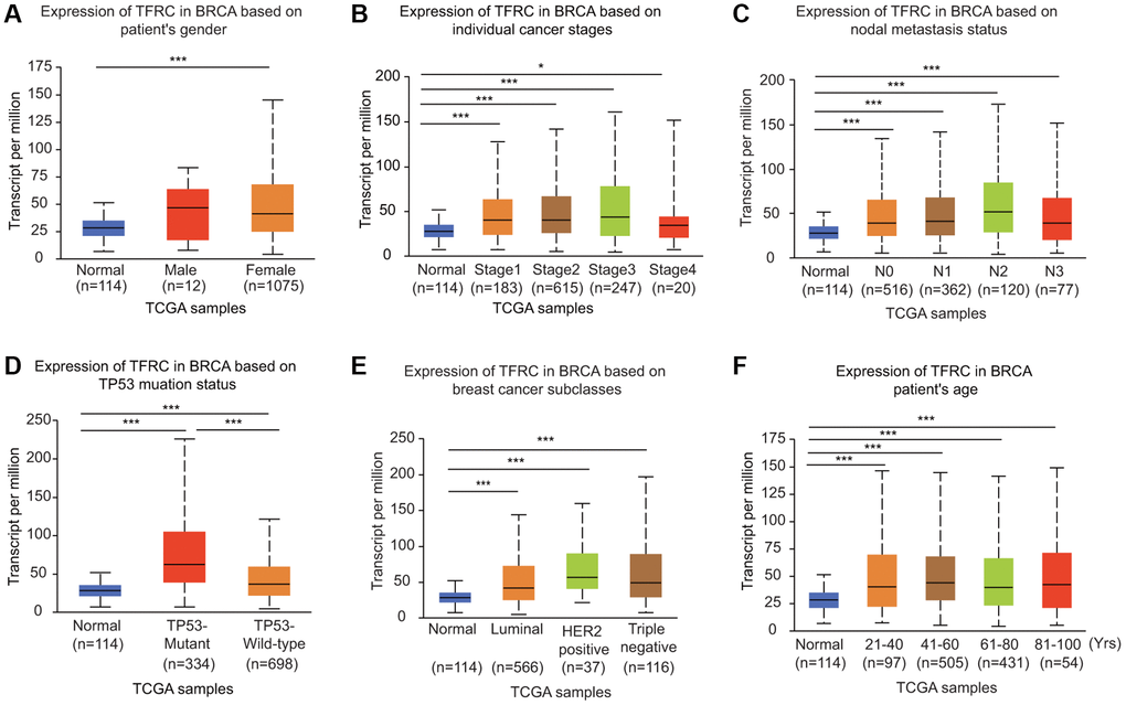 Association of TfR1 expression with clinicopathological parameters of BC patients. TfR1 expression was investigated in (A) female (n = 1075) and male (n = 12) patients, (B) patients with different stages of BC (normal individuals, n = 114; stage 1, n = 183; stage 2, n = 615; stage 3, n = 247; and stage 4, n = 20), (C) patients with different nodal metastasis statuses (normal individuals, n = 114; N0, n = 516; N1, n = 362; N2, n = 120; and N3, n = 77), (D) patients with different TP53 mutation statuses (normal individuals, n = 114; TP53-nonmutant, n = 698; and TP53-mutant, n = 334), (E) patients with different BC subtypes (normal individuals, n = 114; HER-positive, n = 37; luminal, n = 566; and triple negative, n = 116) and (F) patients with different ages (normal individuals, n = 114; 21–40 years, n = 97; 41–60 years, n = 505; 61–80 years, n = 431; and 81–100 years, n =54). ******