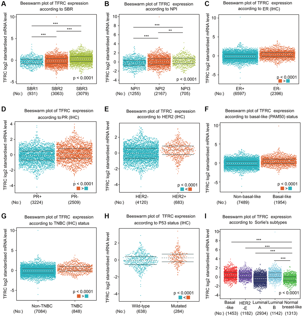 TfR1 expression in BC patients based on different pathological parameters was assessed using bc-GenExMiner v4.5. Box plots are shown for (A) SBR grade (SBR1, n = 931; SBR2, n = 3063; and SBR3, n = 3079), (B) NPI index (NPI1, n = 1255; NPI2, n = 2167; and NPI3, n = 705), (C) ER status (ER+, n = 6597; ER-, n = 2396), (D) PR status (PR+, n = 3224; PR-, n = 2509), (E) HER-2 status (HER2+, n = 683; HER2-, n = 4120), (F) basal-like status (non-basal-like, n = 7489; basal-like, n = 1954), (G) TNBC status (non-TNBC, n = 7084; TNBC, n = 848), (H) TP53 status (wild type, n = 638; mutated, n = 284), and (I) Sorlie subtypes (basal-like, n = 1453; luminal A, n = 2934; luminal B, n = 1142; HER2-E, n = 1182; and normal breast-like, n = 1313). ******