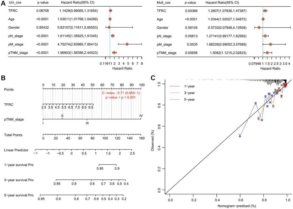 Internal validation of TfR1 as an independent prognostic factor for BC patients. (A) Univariate and multivariate Cox regression analyses determined TfR1 as an independent prognostic factor. (B) A prognostic nomogram integrating TfR1 expression and clinicopathologic variables was constructed to estimate OS. (C) Calibration plots to predict the OS of BC patients at 1, 3, and 5 years.