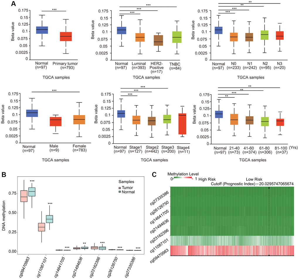 Association of DNA methylation of TfR1 with clinicopathological parameters of BC patients. The DNA methylation of TfR1 was investigated in (A) BC patients (n = 793) and normal individuals (n = 97); female (n = 783) and male (n = 9) BC patients; patients with different BC subtypes (normal individuals, n = 97; HER2-positive, n = 17; luminal, n = 393; and TNBC, n = 84); patients with different stages of BC (normal individuals, n = 97; stage 1, n = 127; stage 2, n = 442; stage 3, n = 200; and stage 4, n = 11); patients with different nodal metastasis statuses (normal individuals, n = 97; N0, n = 233; N1, n = 242; N2, n = 95; and N3, n = 20); and patients with different ages (normal individuals, n = 97; 21–40 years, n = 73; 41–60 years, n = 374; 61–80 years, n = 306; and 81–100 years, n = 37). (B) Methylation levels of TfR1 in BC through the SurvivalMeth database. (C) The heat map of DNA methylation of TfR1 in BC. ******