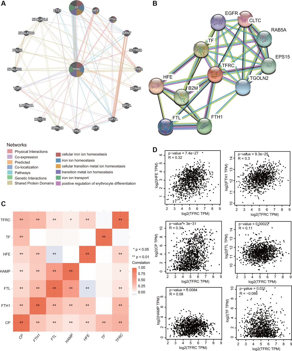 Interaction network of TfR1 in BC. (A, B) The gene-gene interaction and PPI network of TfR1 were constructed using GeneMANIA and STRING, respectively. (C) The heat map showing the correlations of TfR1 and various iron-related genes. (D) Scatterplots showing the correlations of TfR1 expression and HFE, FTH1, CP, FTL, HAMP and TF in BC through GEPIA database. ***